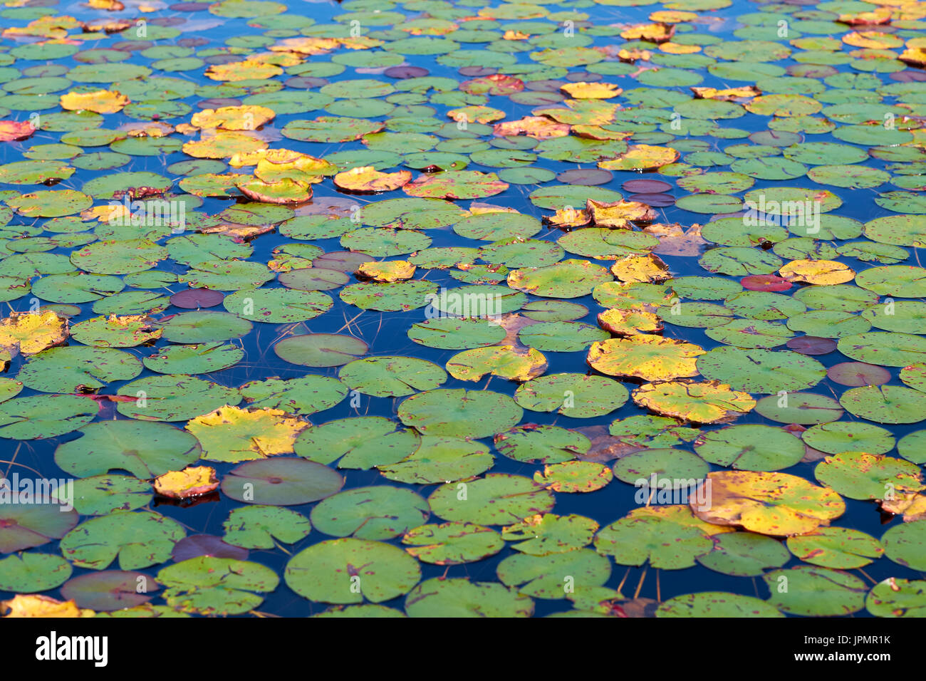 Wasser-Lilien Lilly-Pads Seerosen schwimmend auf der Oberfläche eines Sees. Stockfoto