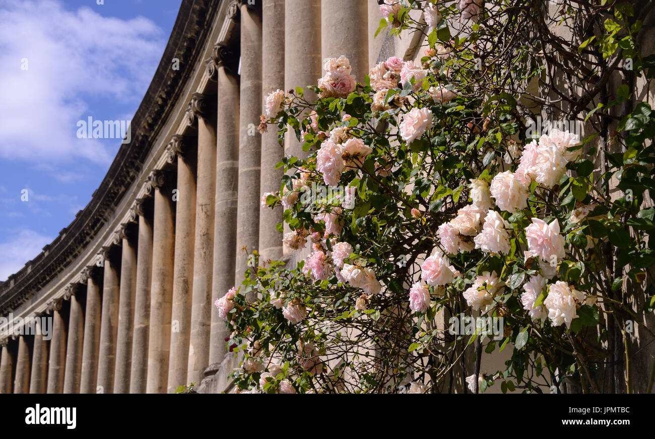 Einige britische Rosen am Ende ihre Blüte mit einige der Säulen in der Royal Cresent im Bad im Hintergrund. Stockfoto