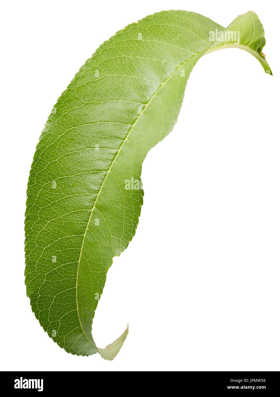 Pfirsich Blatt isoliert auf einem weißen Hintergrund. Stockfoto