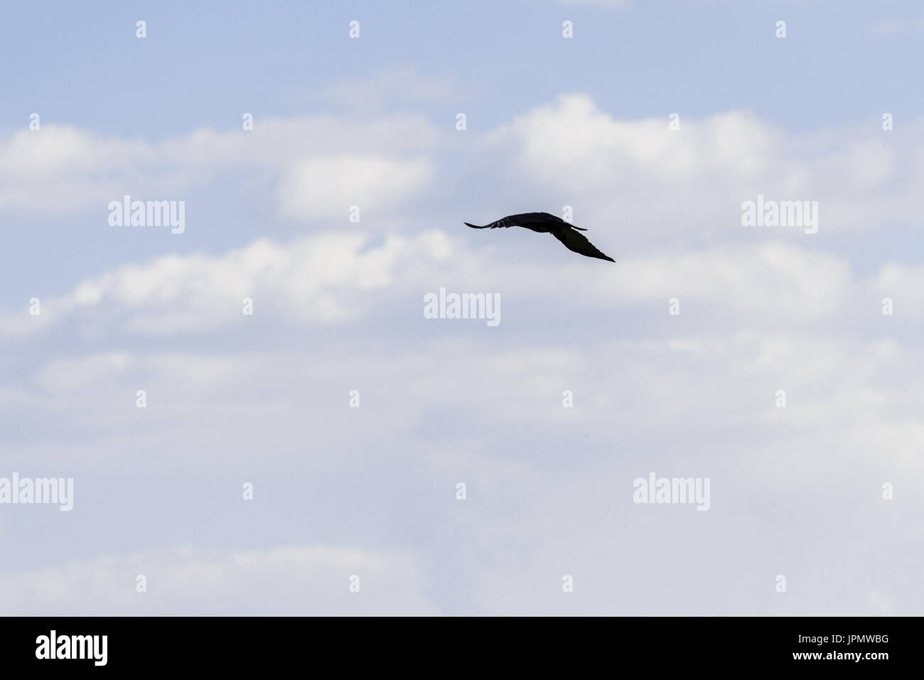 Eine AAS-Krähe (Corvus Corone) im Flug Stockfoto