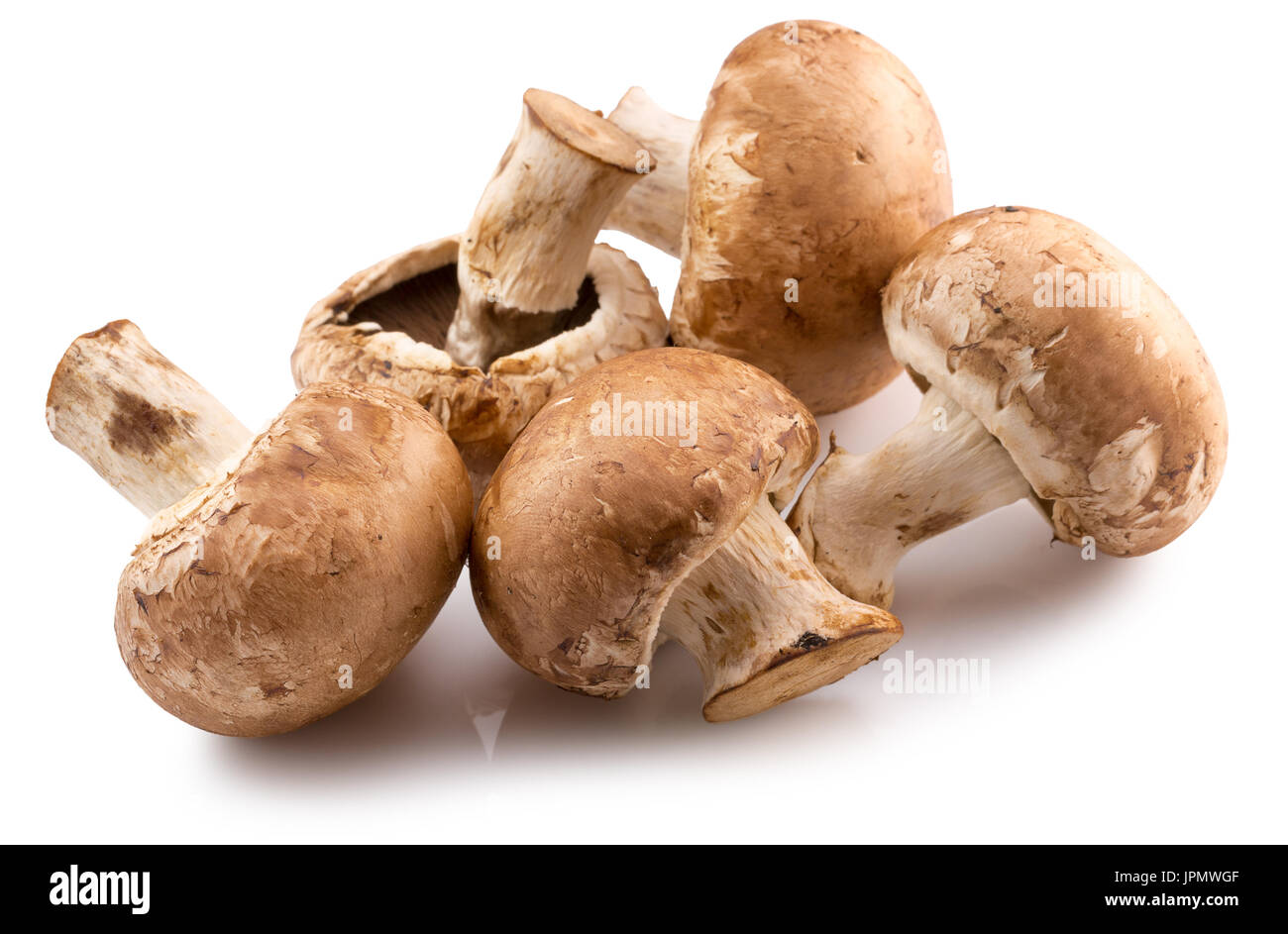 Braune Pilze isoliert auf einem weißen Hintergrund. Stockfoto