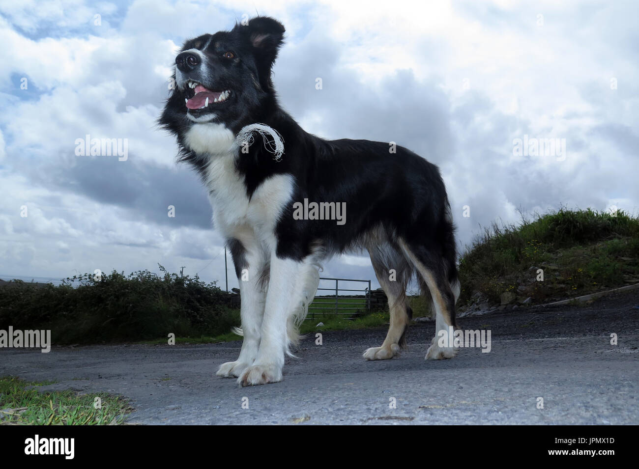 Canine Capers/Welt der Hund Stockfoto