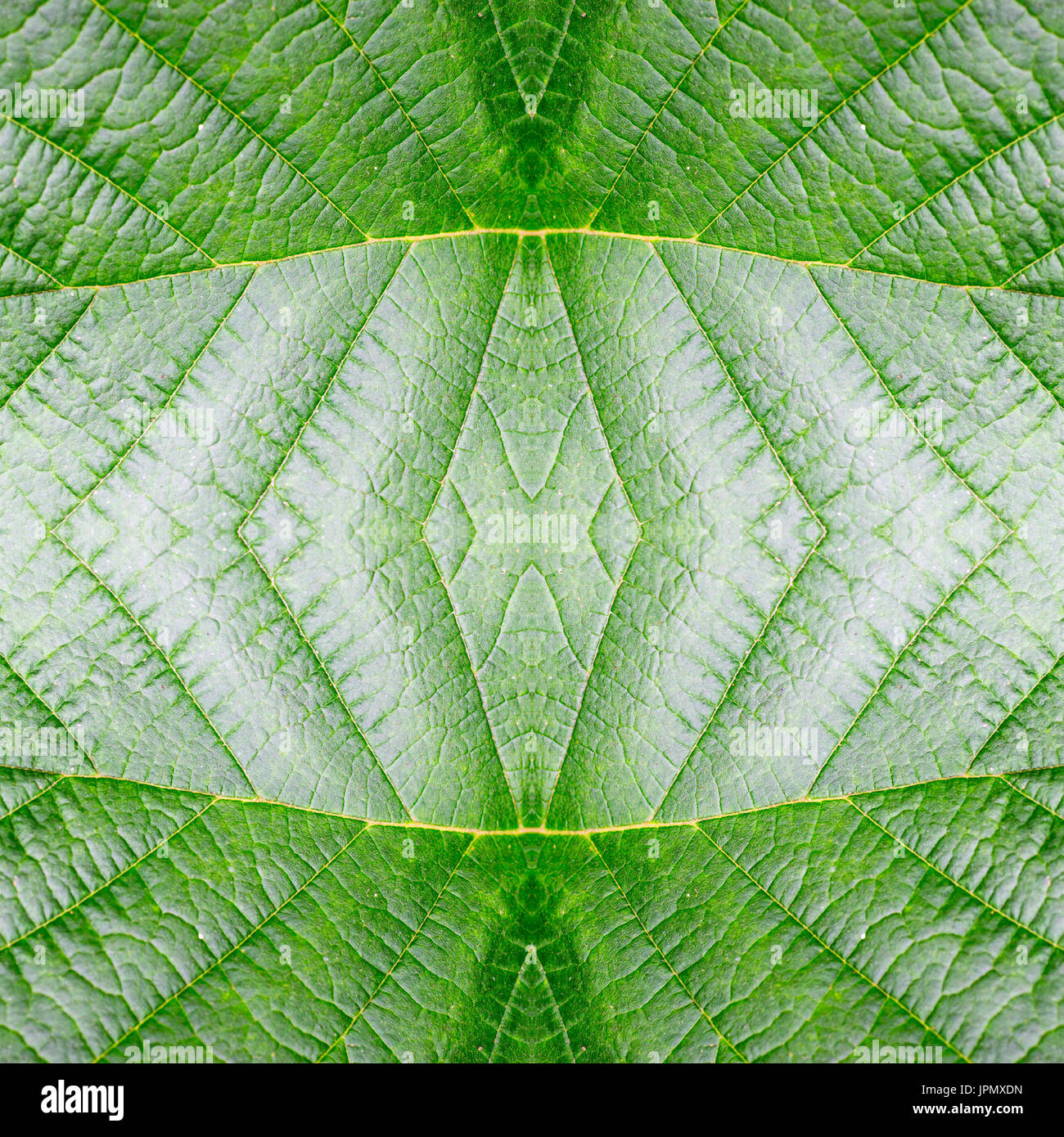 abstrakte nahtlose grüne Blatt-Muster. Textur, Hintergrund, Natur. Stockfoto