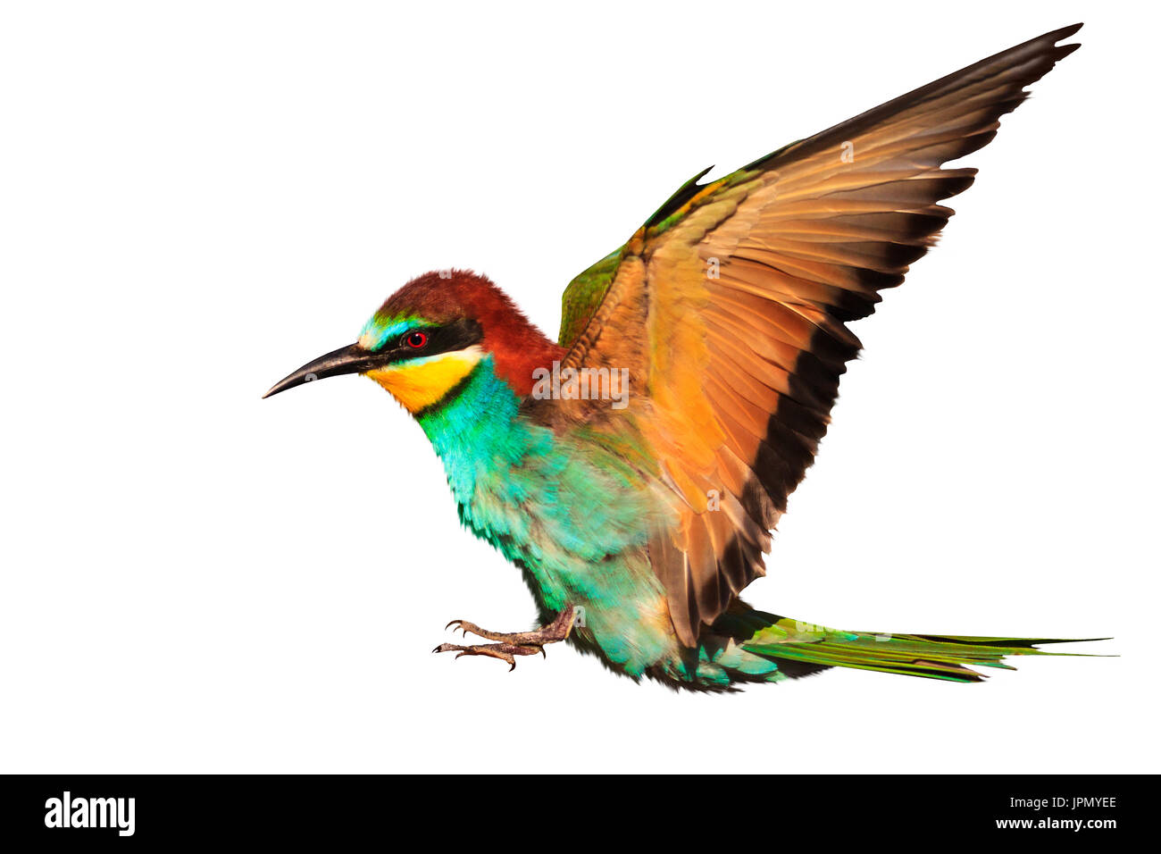 Paradies-Vogel im Flug ist isoliert auf weiß Stockfoto