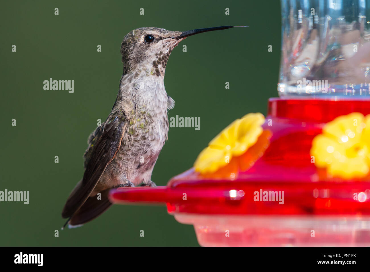Männliche Anna Kolibri (Calypte Anna) thront auf einem Kolibri Feeder. Stockfoto