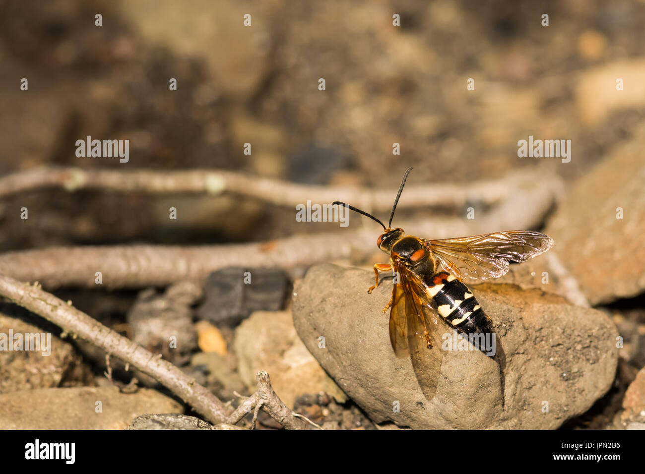 Eine Nahaufnahme von einem östlichen Cicada Killer, ruht auf einem Felsen Stockfoto