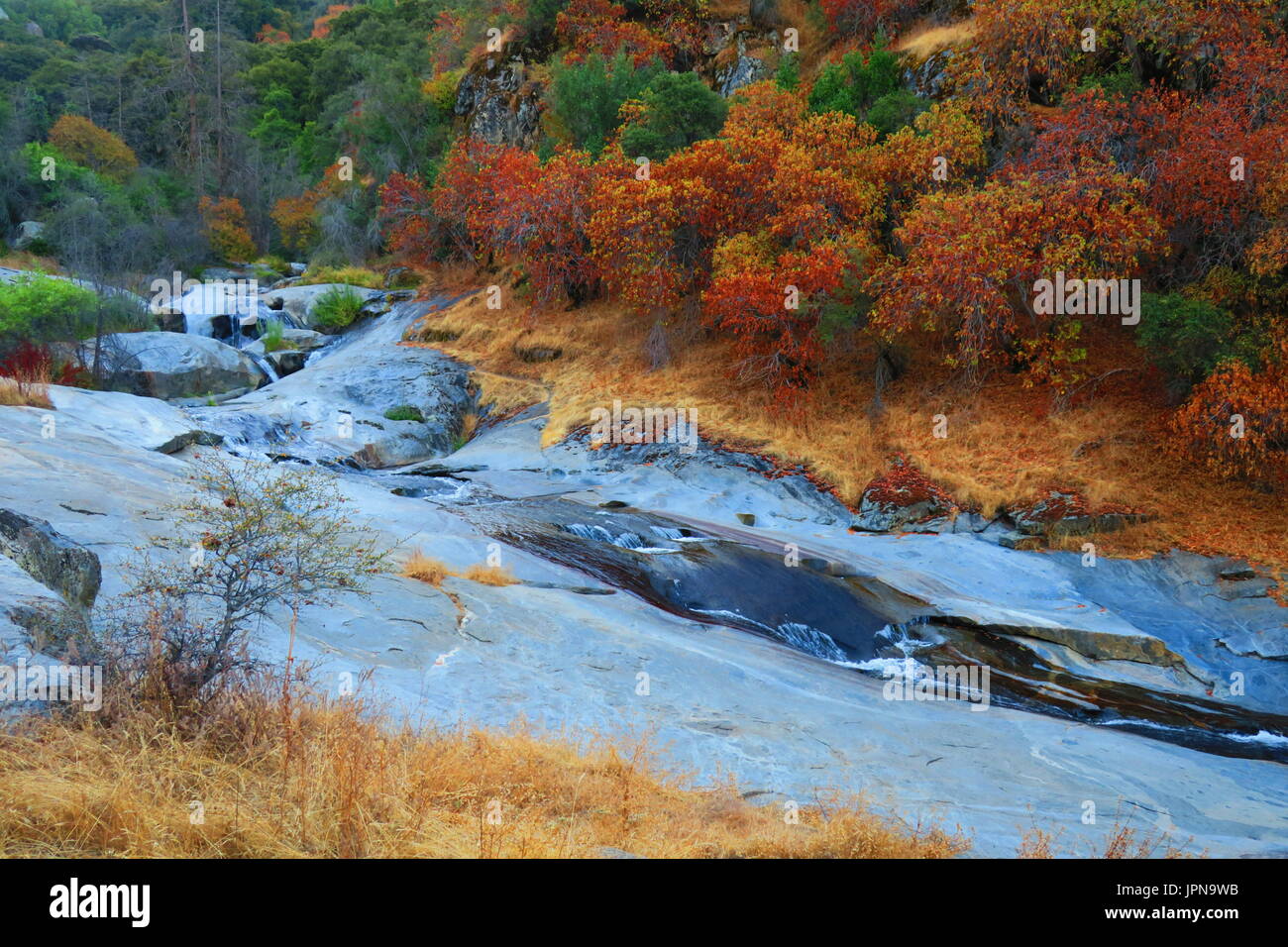 Herbstfarben im Sommer, Squirrel Creek aus Mineral King's Road in der Nähe des Canyon Ranch & Sequoia. Park, Tulare County, Kalifornien, USA Stockfoto