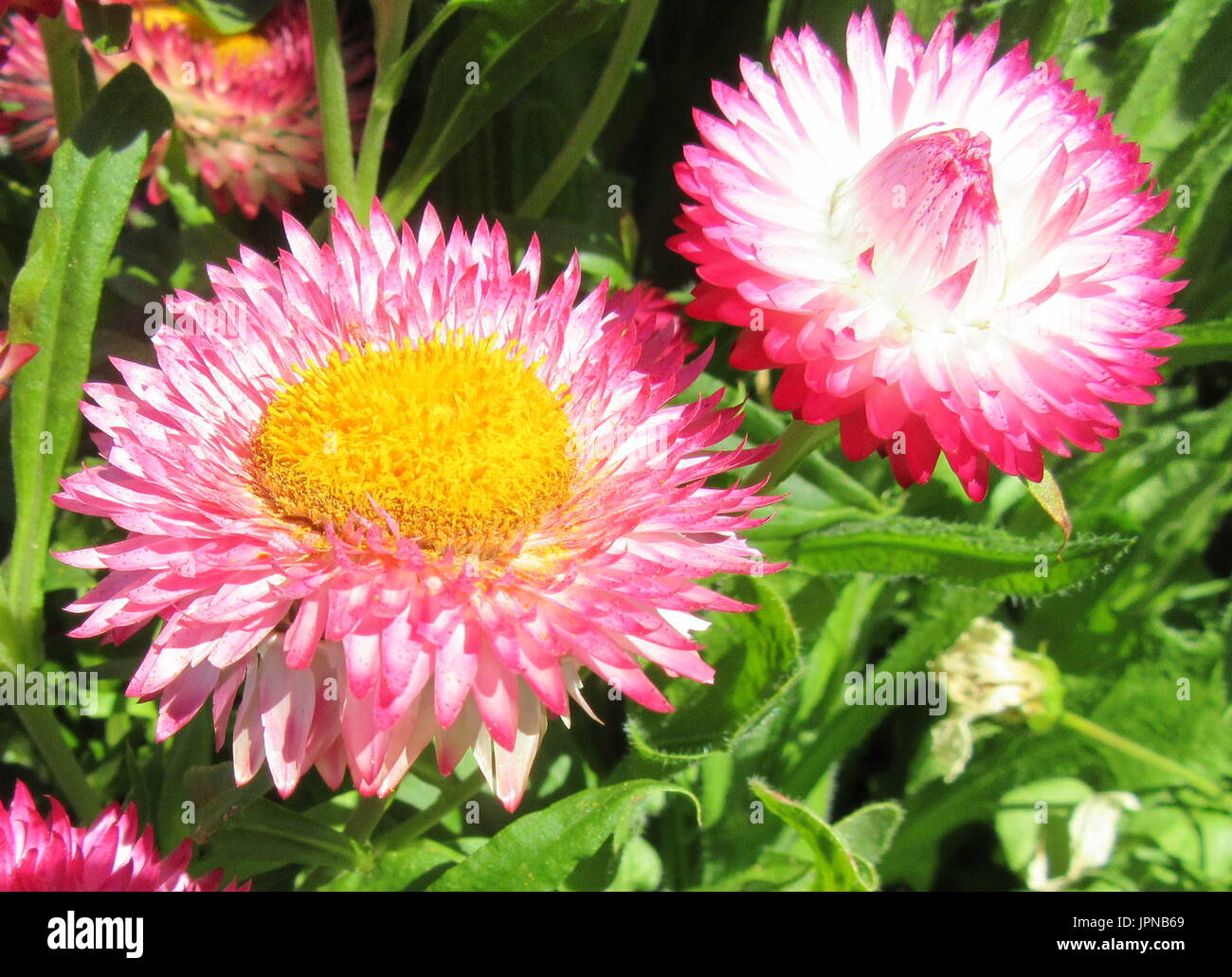 Schönheit und Wellness in Blumen Stockfoto