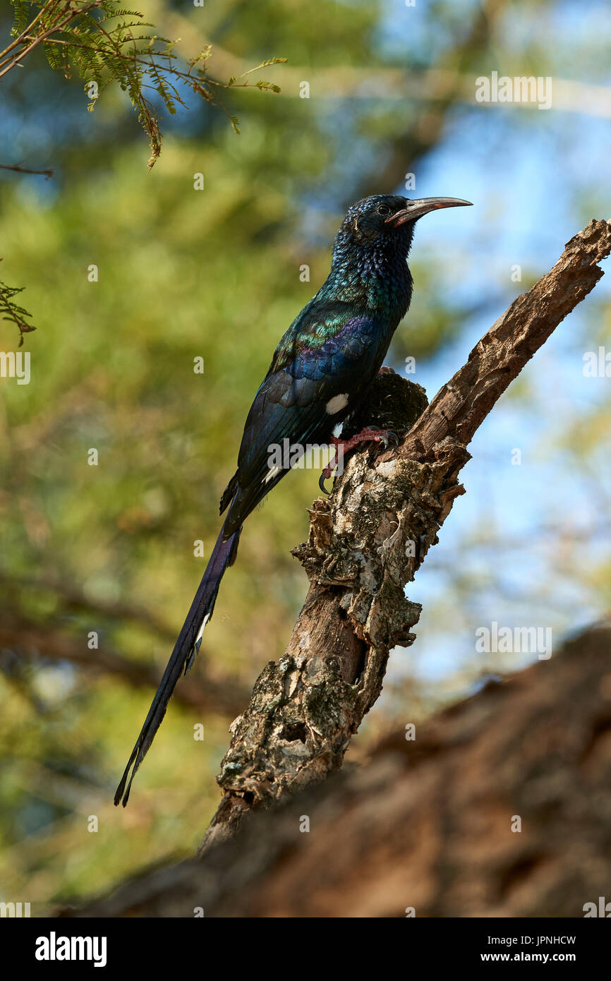 Grünes Holz-Wiedehopf (Phoeniculus Purpureus), thront auf einem Toten Ast auf der Suche nach Insekten Stockfoto