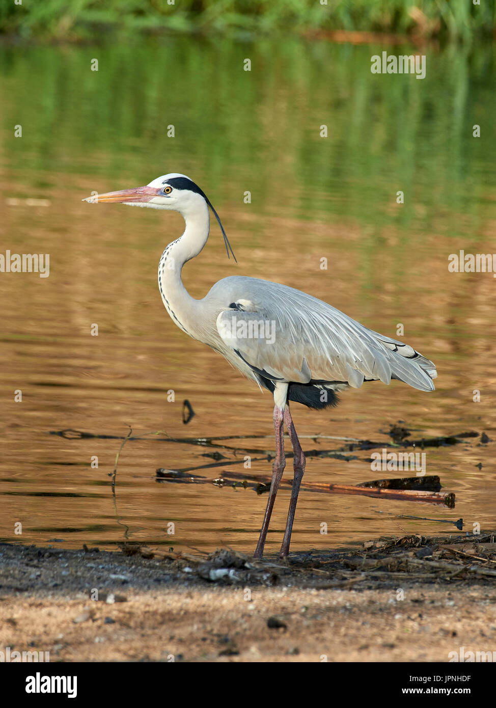 Großer grauer großer vogel mit langer rechnung -Fotos und -Bildmaterial in  hoher Auflösung – Alamy