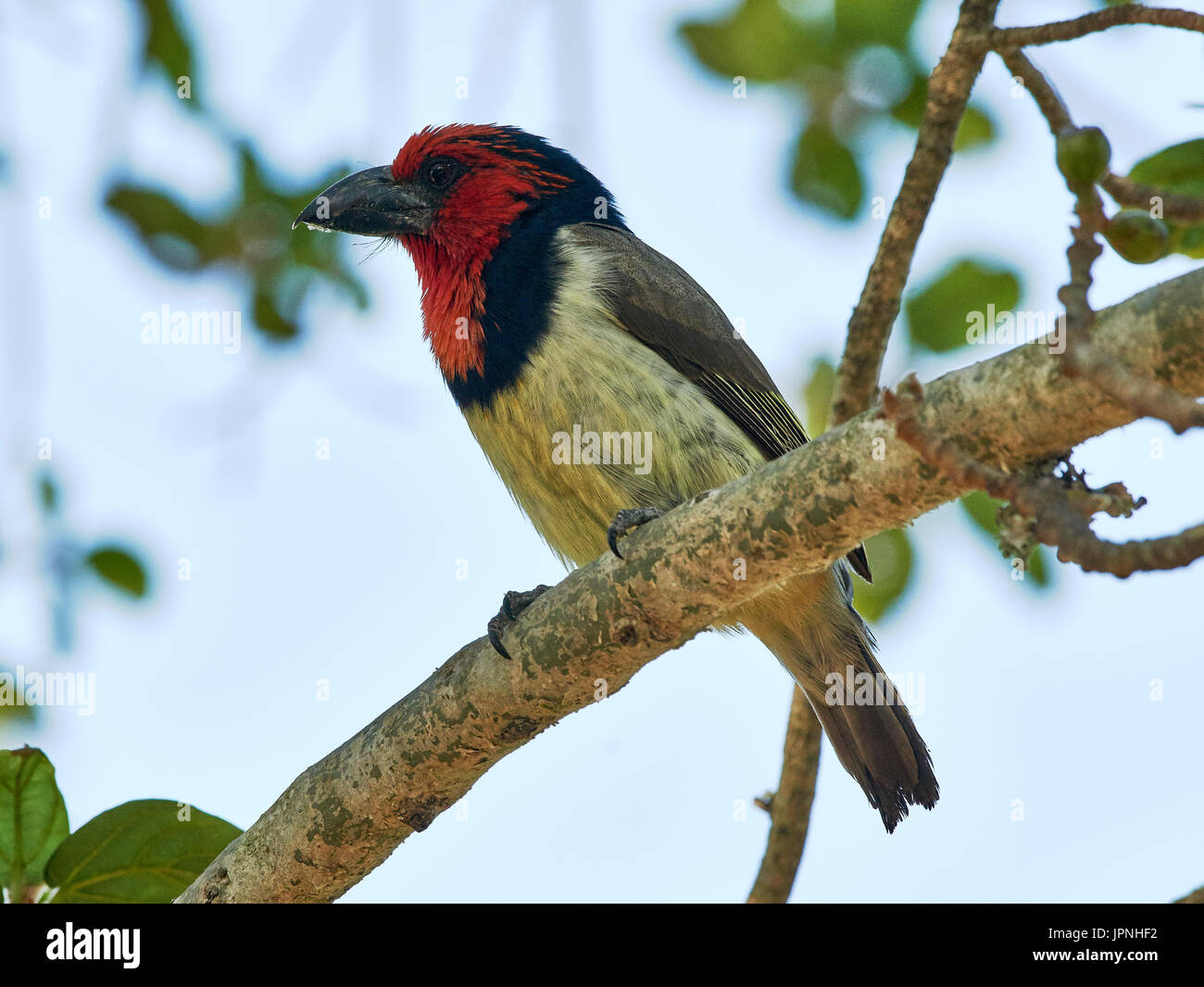 Schwarz-collared Barbet (Lybius Manlius) - thront auf einem Ast eines Baumes Stockfoto