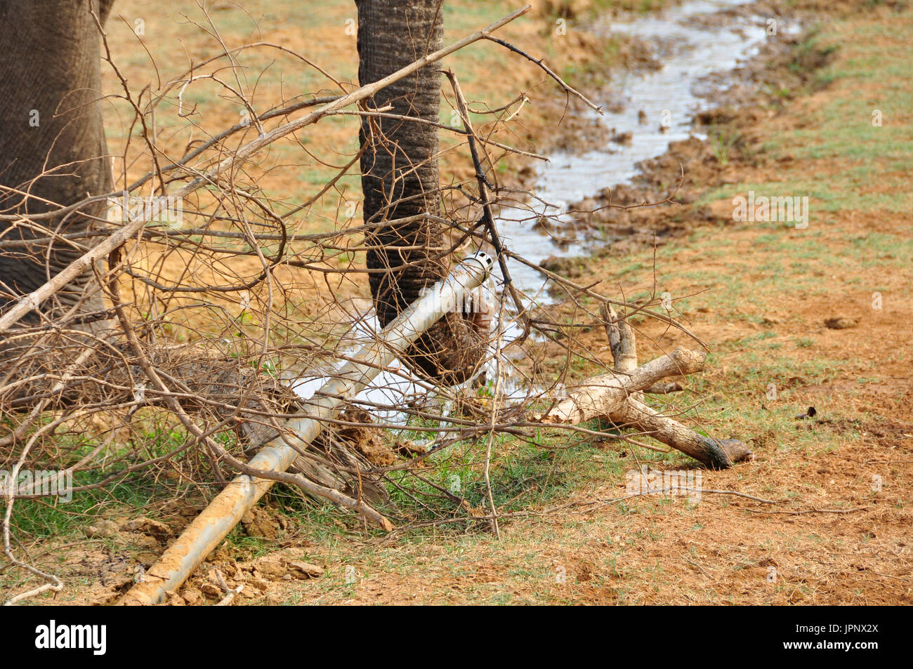 Der weltweit zweitgrößte Land Tierarten, fotografiert hier in der Landschaft der Südküste Sri Lankas Stockfoto