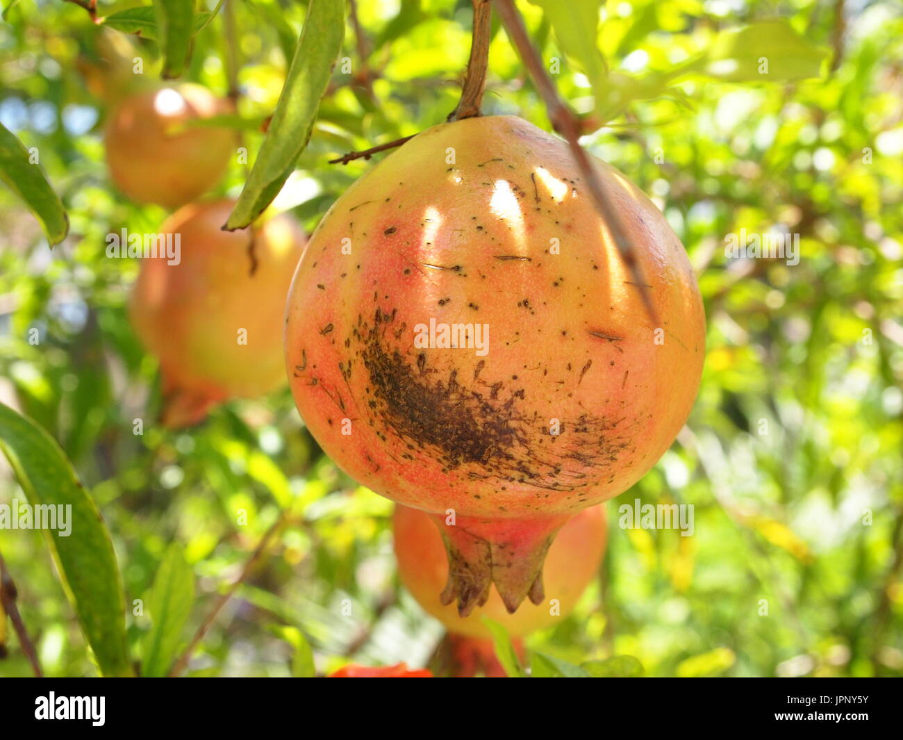 Reifer Granatapfel hängen von einer Niederlassung. Anguilla, BWI. Stockfoto