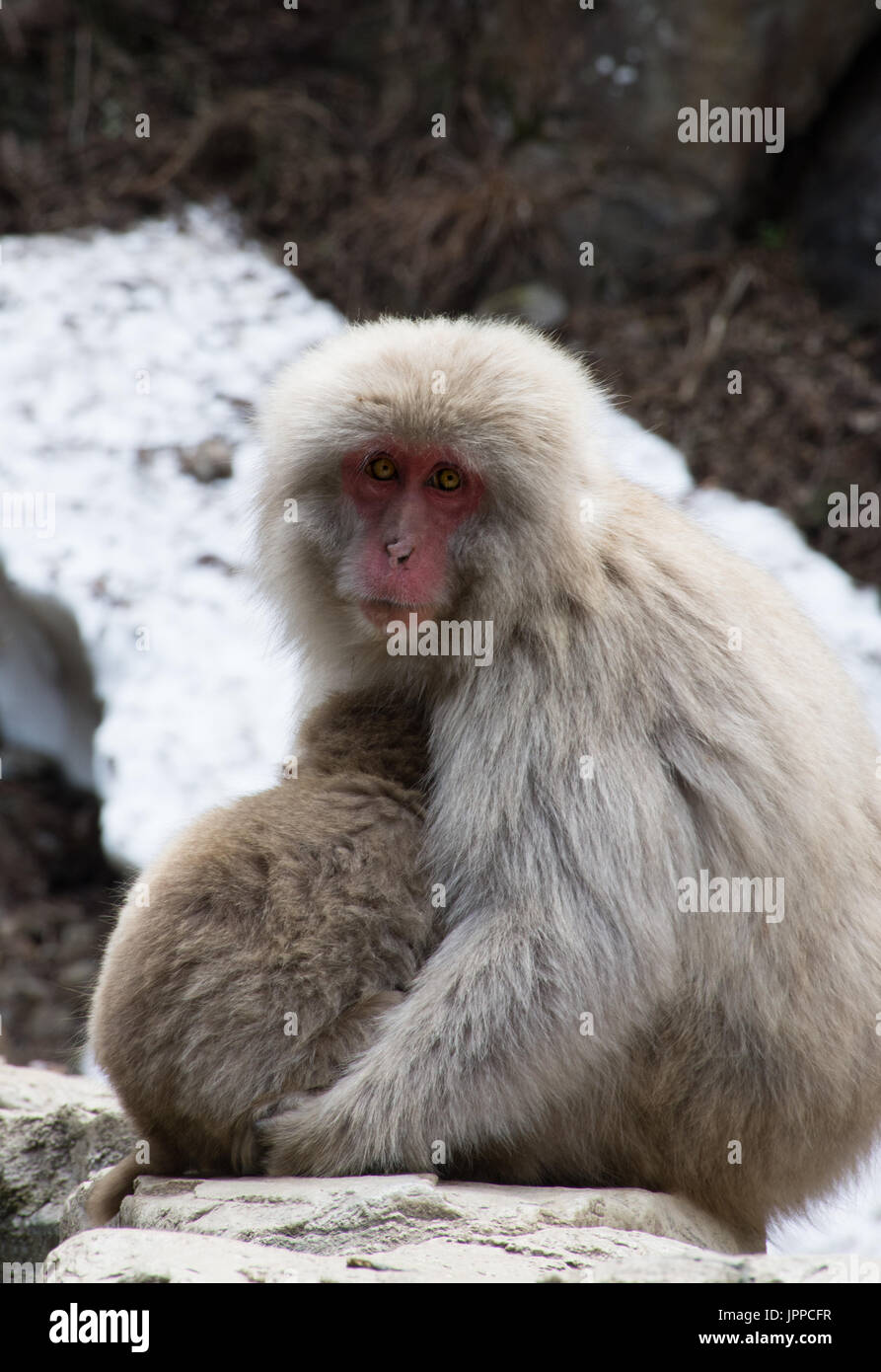Nahaufnahme des Schnee-Affen-Mutter und Baby-sitting auf Felsen mit Schnee im Hintergrund. Geringe Schärfentiefe. Stockfoto