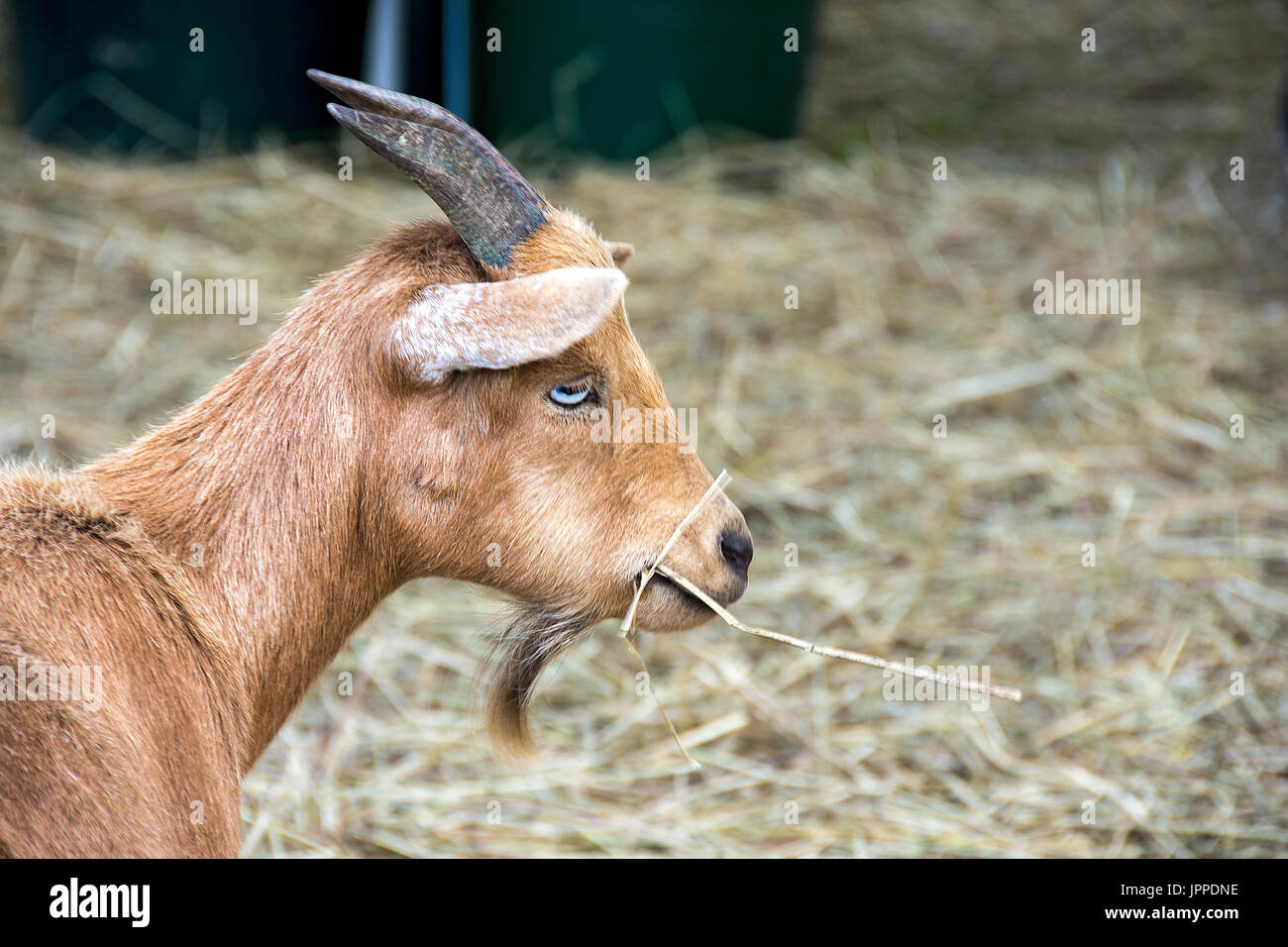 Braun Ziegen mit Hörnern Heu Essen Stockfoto