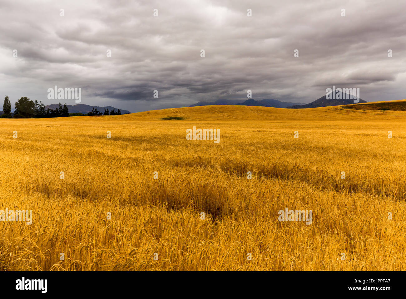 Landwirtschaft-Feld in der Nähe von Wanaka Südinsel Neuseeland Stockfoto