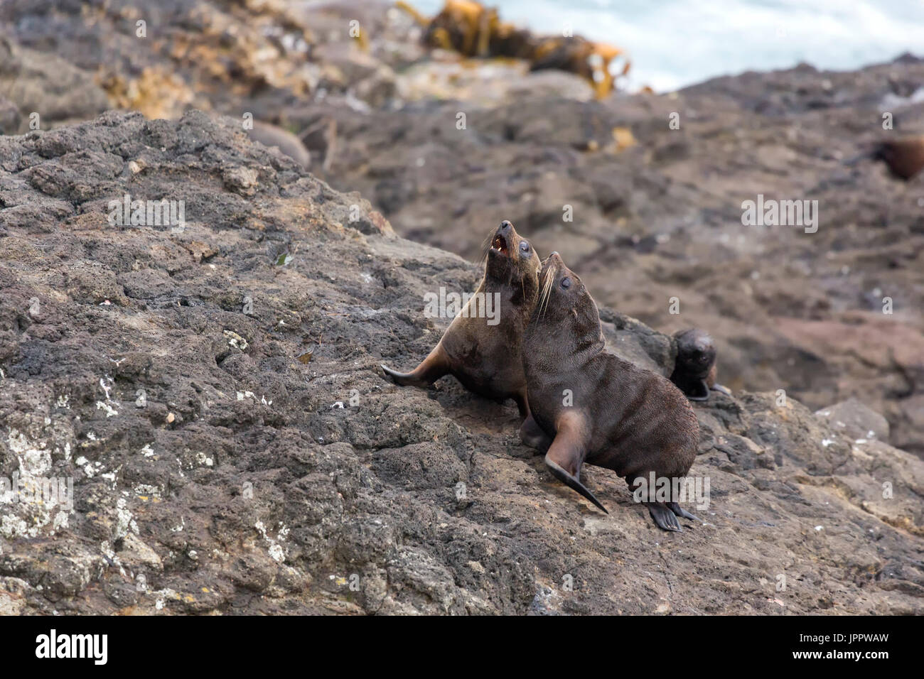 New Zealand Seebär (Arctocephalus Forsteri) oder südlichen Seebären oder Kekeno in Neuseeland Stockfoto