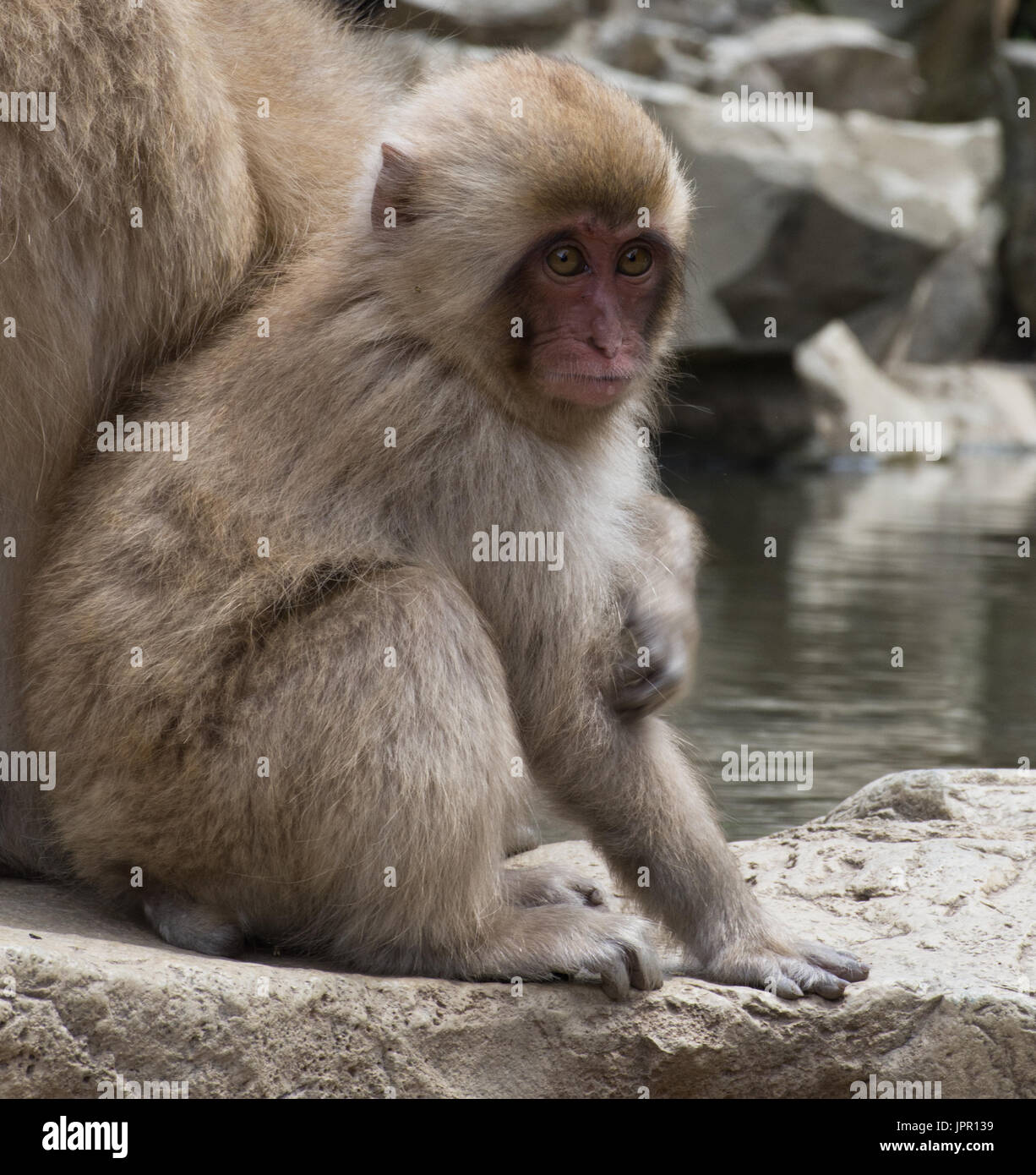 Affenbaby Schnee oder japanischen Makaken auf den Steinen am Ufer neben seiner Mutter sitzen. Stockfoto