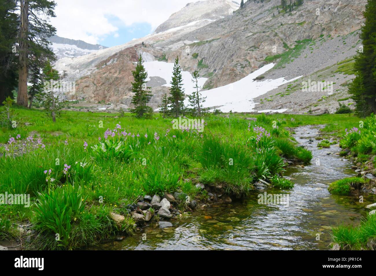 Stream läuft durch Alm, White Chief Canyon, Sequoia National Park, Kalifornien Stockfoto