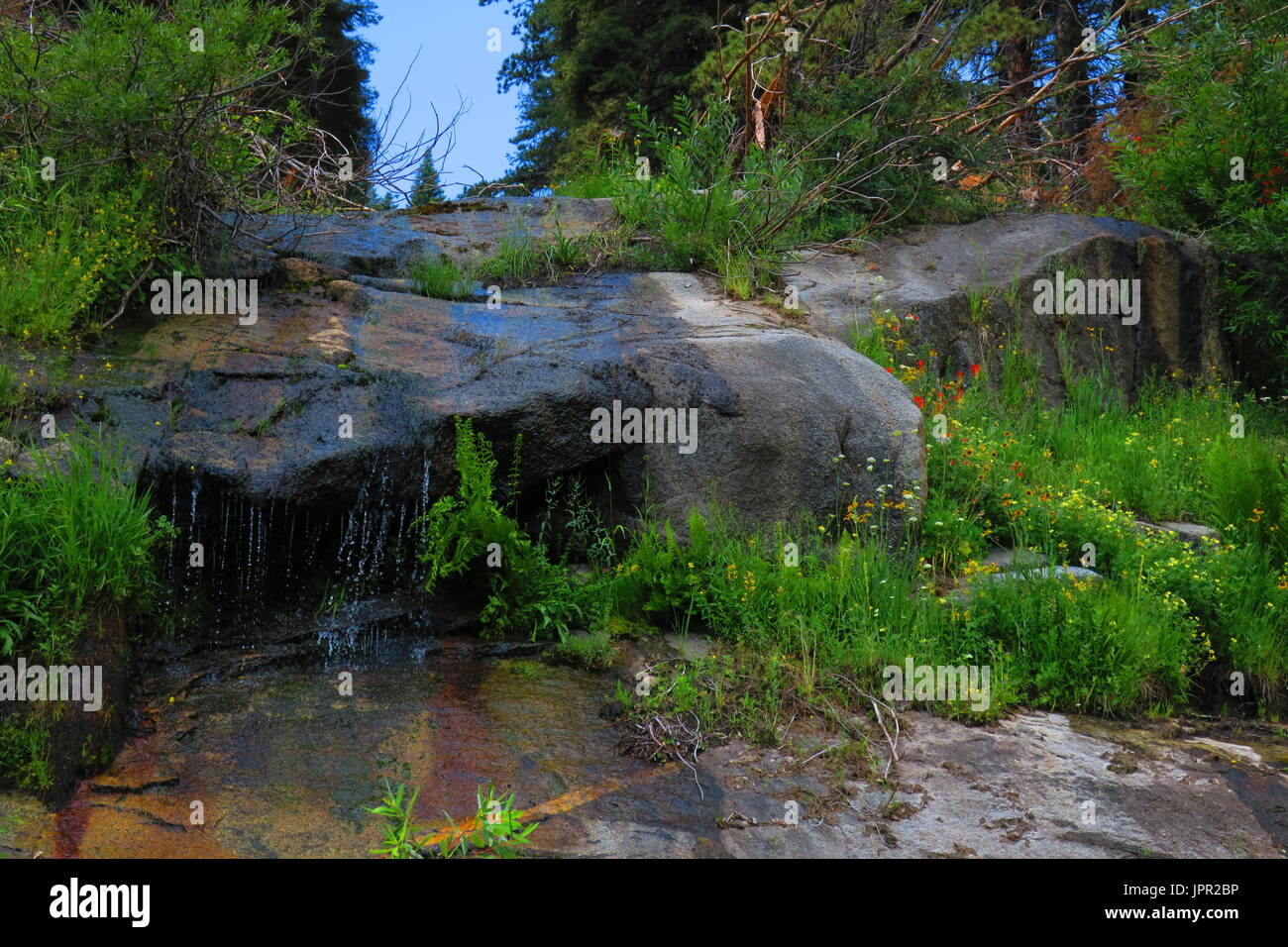 Mineral King Valley, Sequoia National Park, Kalifornien, USA Stockfoto