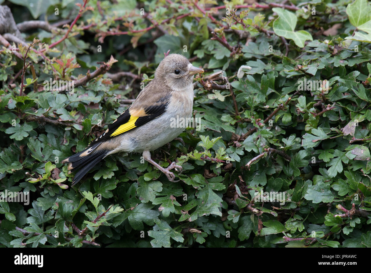 Juvenile Stieglitz thront auf einer Hecke nach rechts schauend Stockfoto
