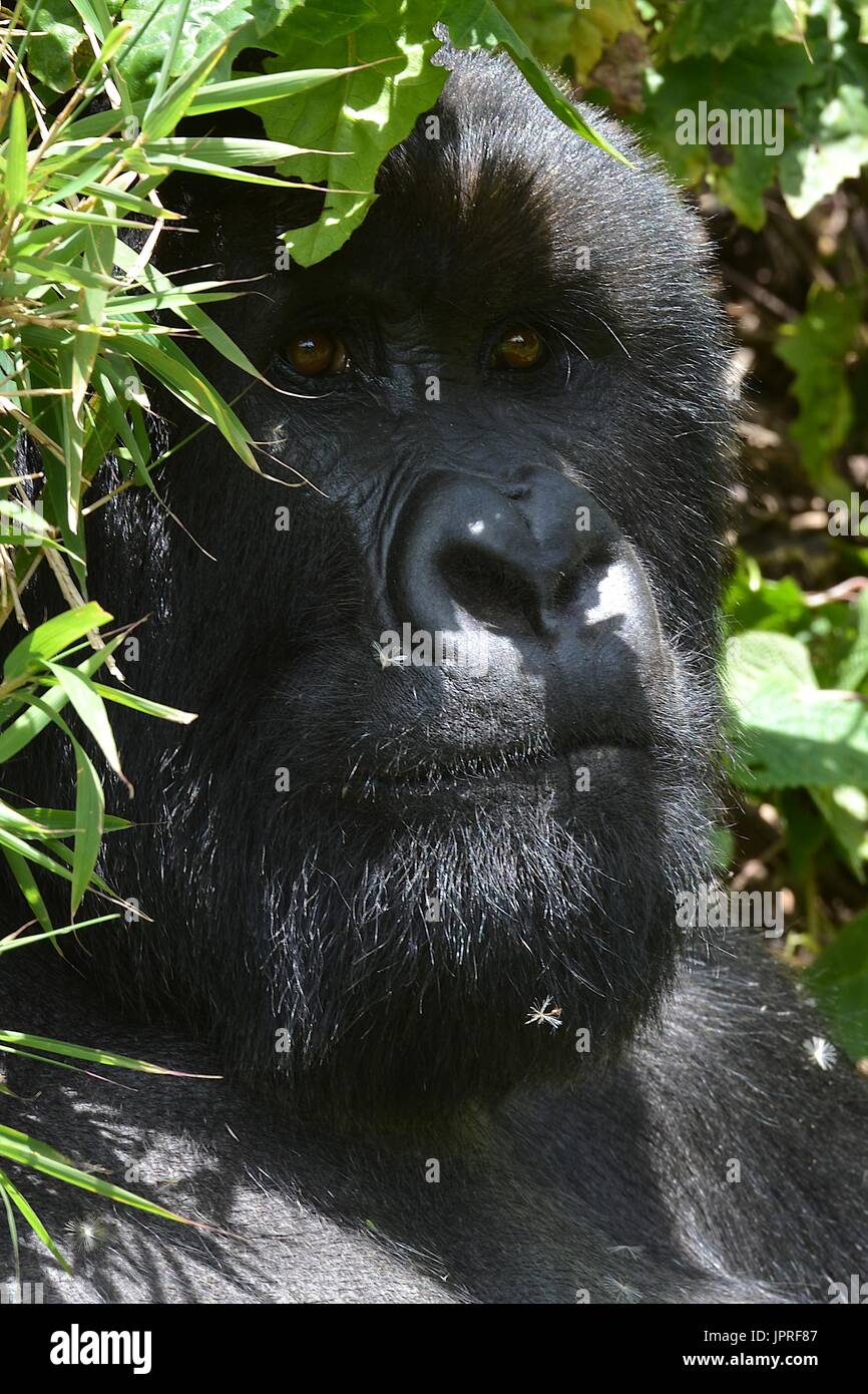 Silverback Gorilla und der Familie in der virunga Berge der nördlichen Ruanda, Afrika. Stockfoto