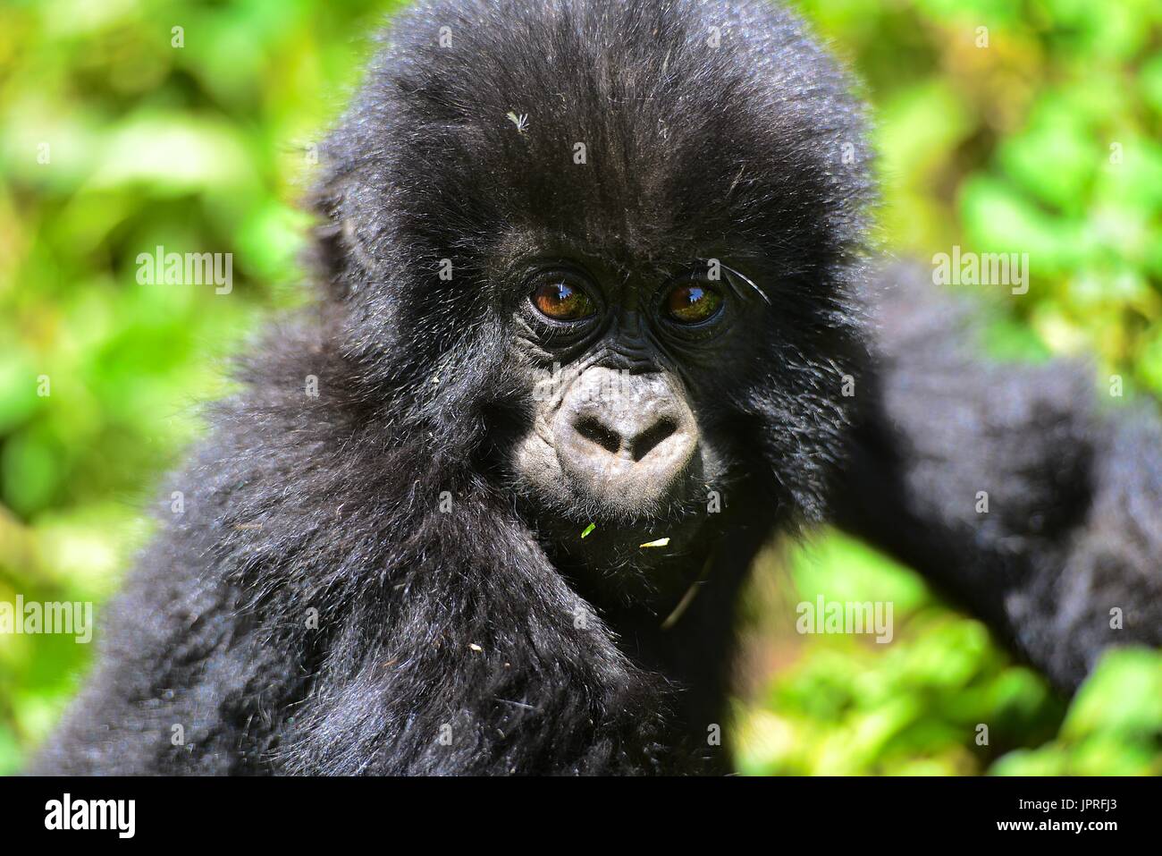 Silverback Gorilla und der Familie in der virunga Berge der nördlichen Ruanda, Afrika. Stockfoto