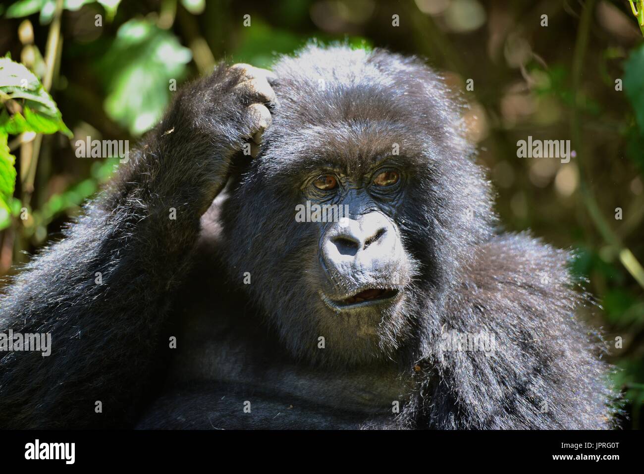 Eine der Agashya Familienmitglieder in die Vulkanberge des nördlichen Ruanda. Stockfoto