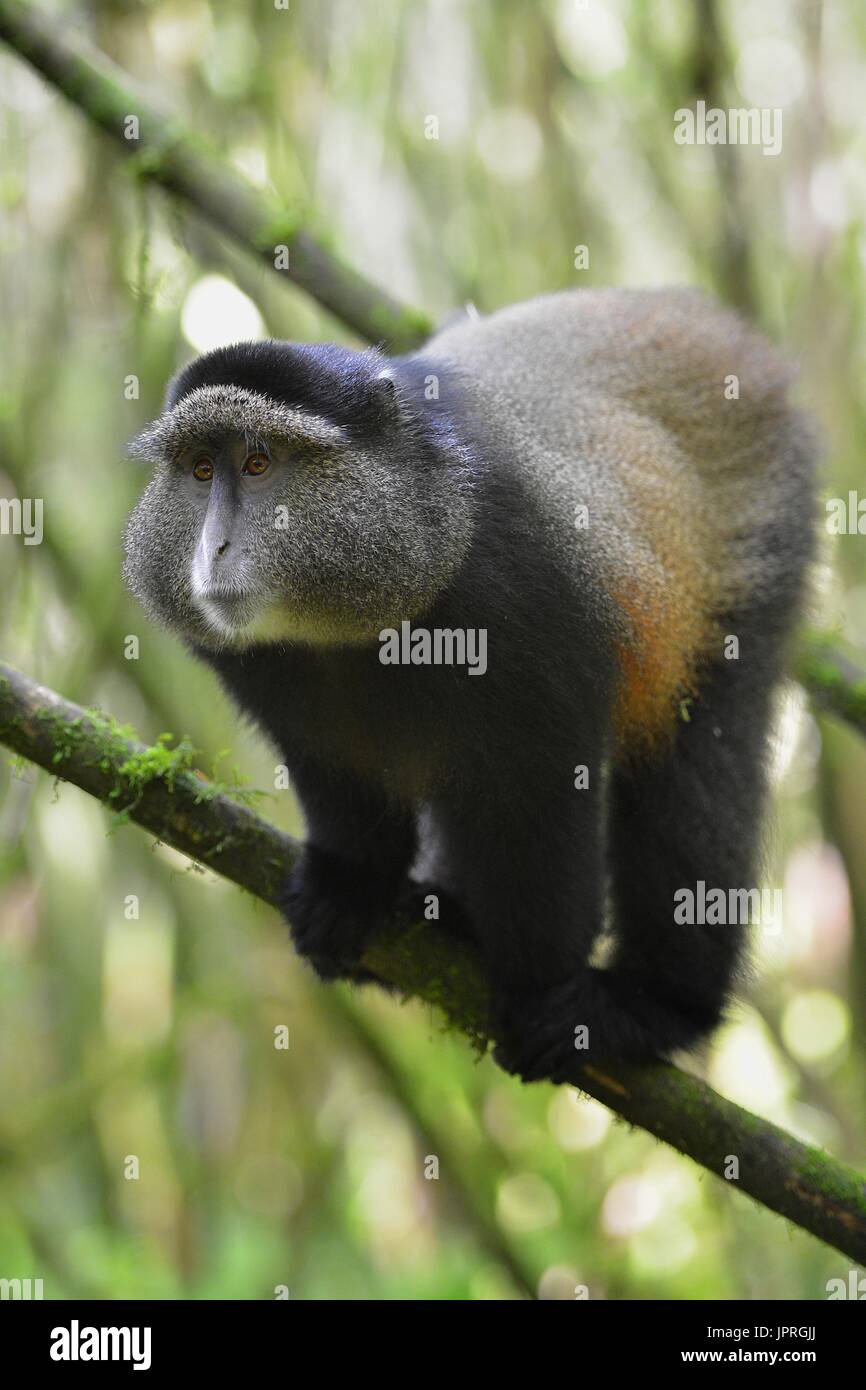 Goldene Affen leben in den virunga Bergen des nördlichen Ruanda. Stockfoto