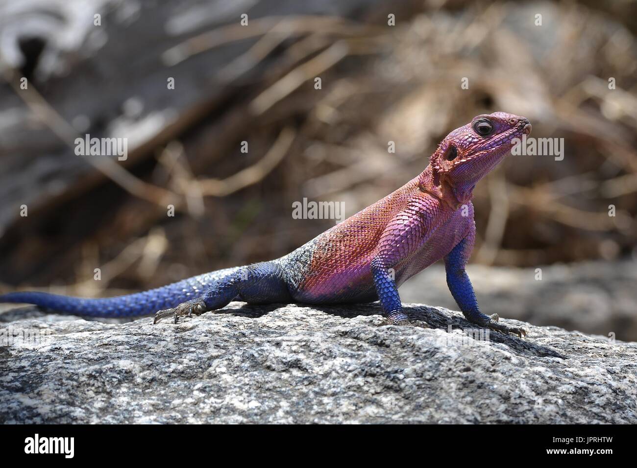 Safari in Afrika Stockfoto