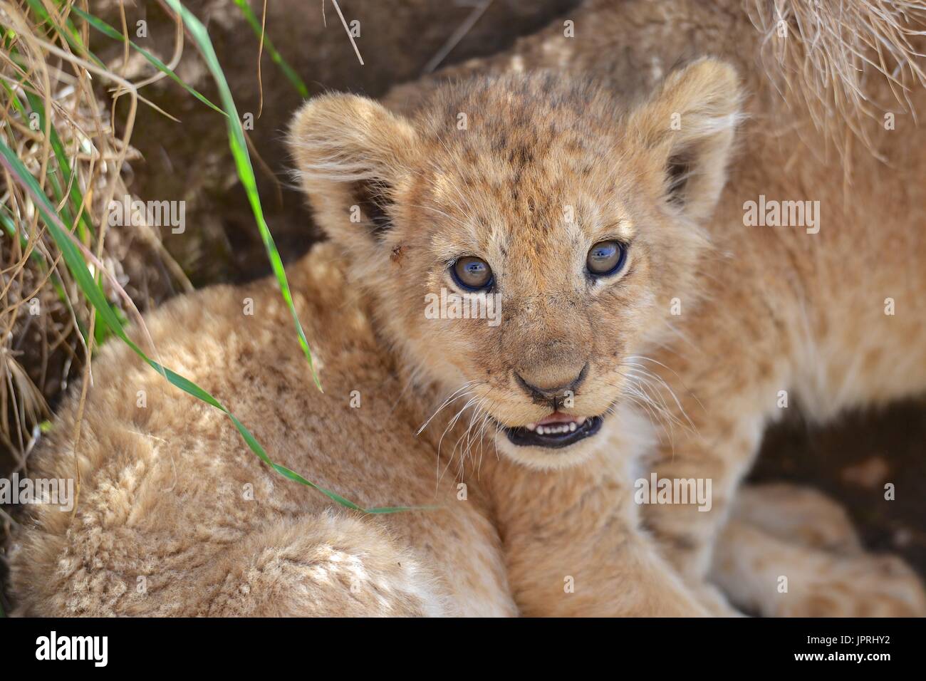 Lion Cubs in der Serengeti National Park Stockfoto