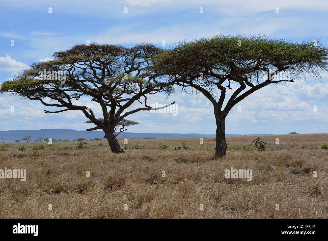 African Safari in Tansania Stockfoto