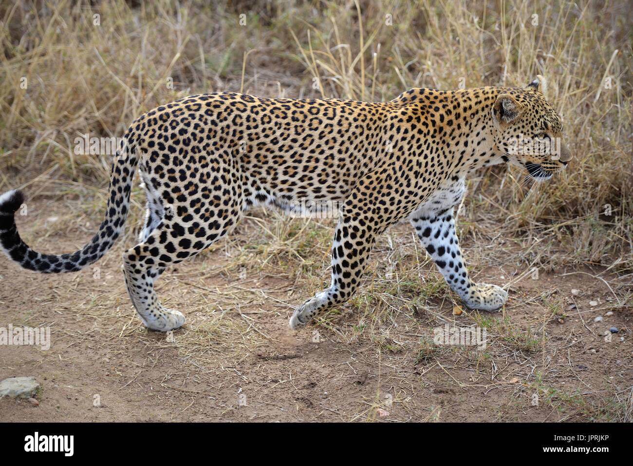 Leopard nimmt auf die Savanne der Serengeti Nationalpark in Tansania, Afrika. Stockfoto