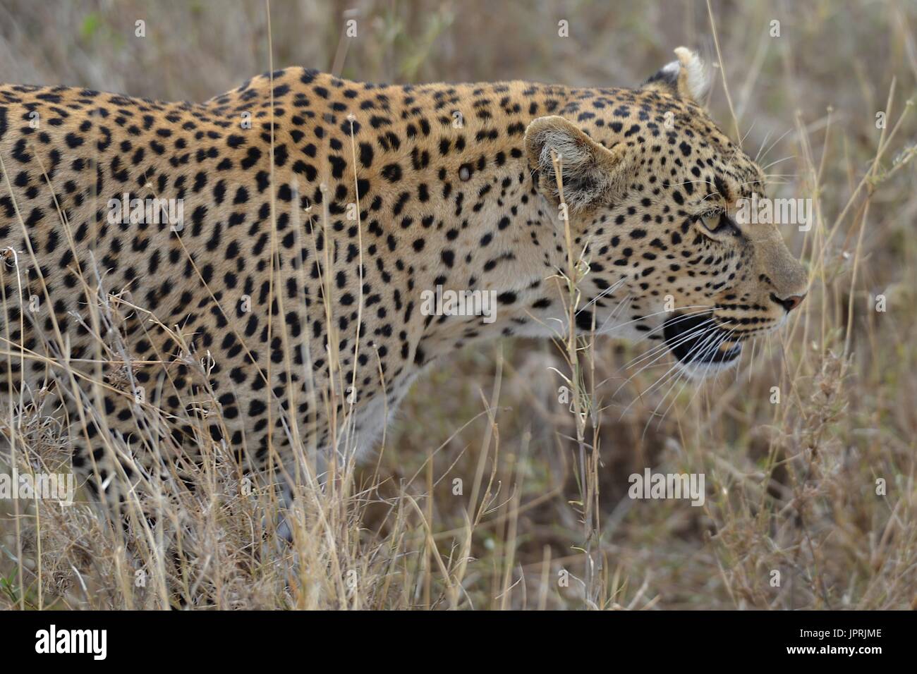 Leopard nimmt auf die Savanne der Serengeti Nationalpark in Tansania, Afrika. Stockfoto