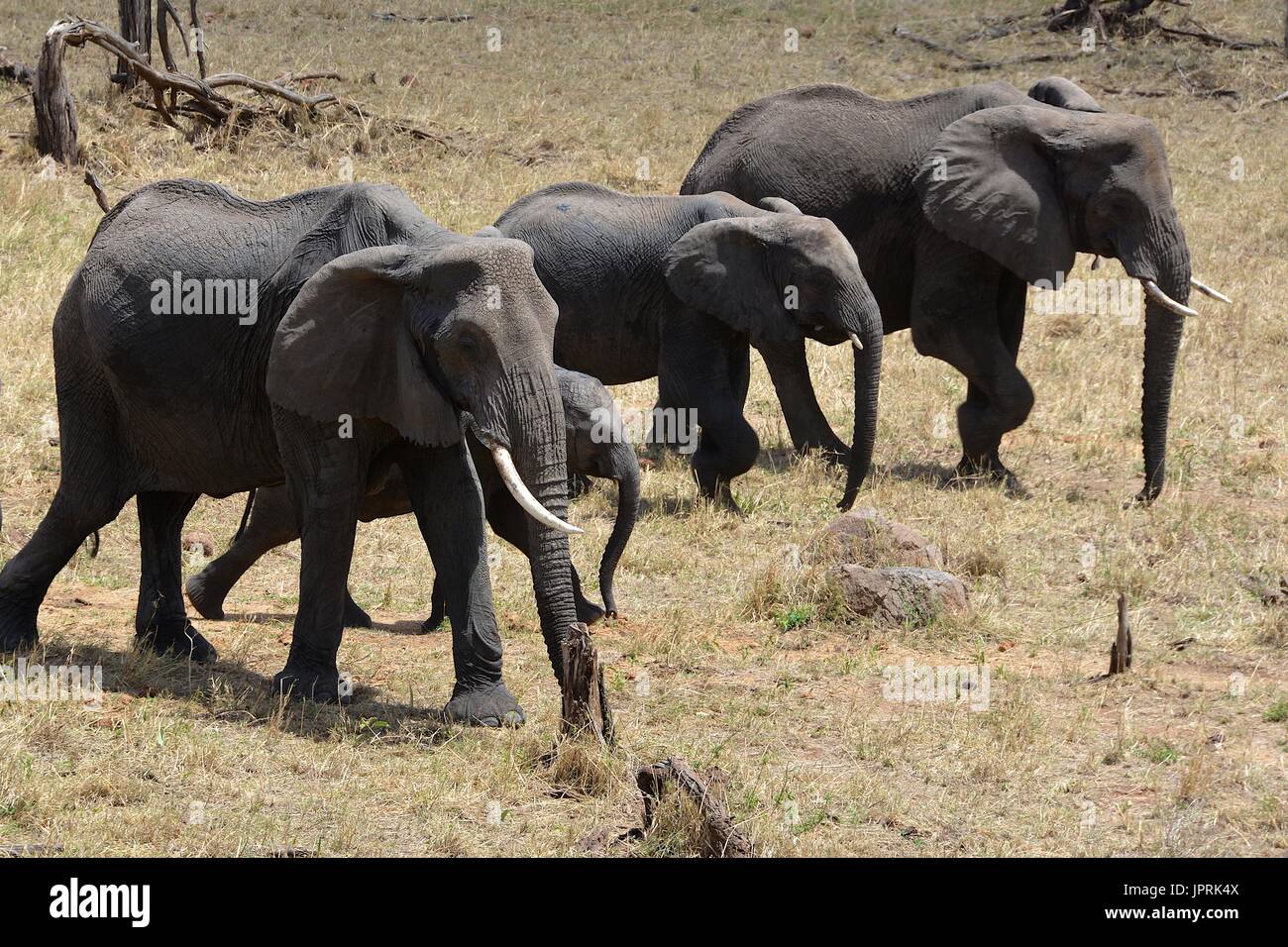 Elefanten durchstreifen die Serengeti Stockfoto