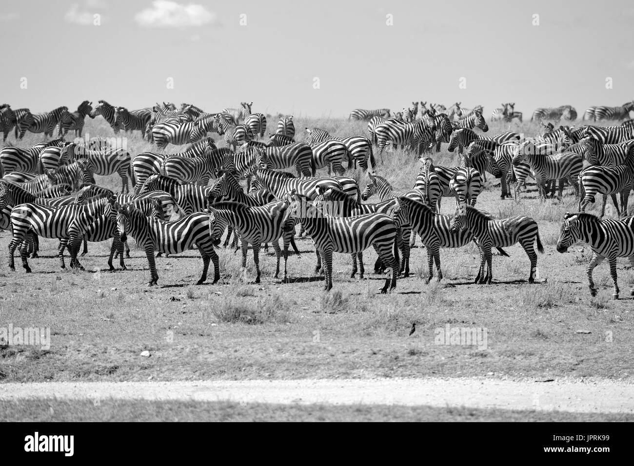 Faszinierende Zebras grasen die Savanne der Serengeti Nationalpark in Tansania. Stockfoto