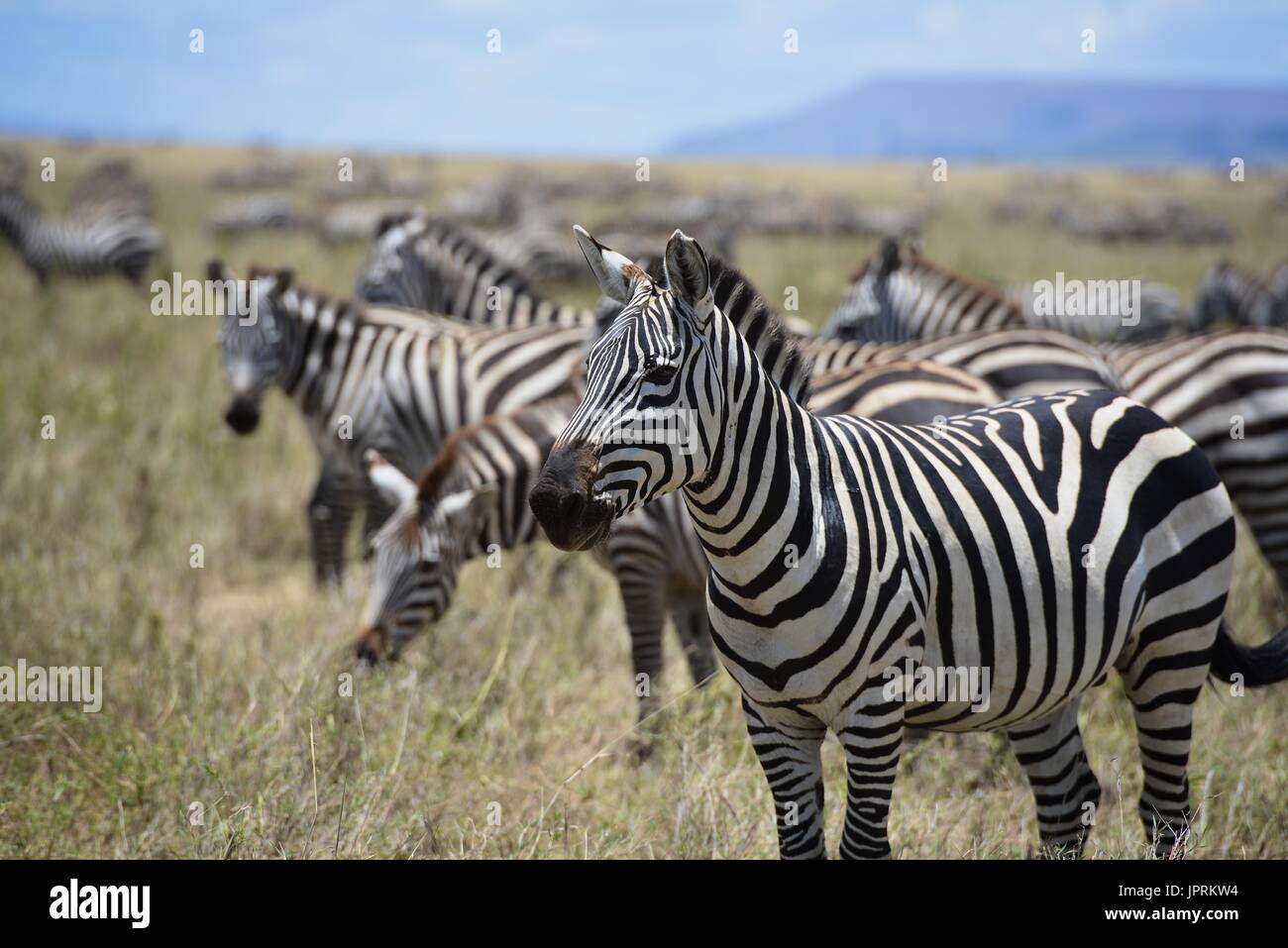 Faszinierende Zebras grasen die Savanne der Serengeti Nationalpark in Tansania. Stockfoto