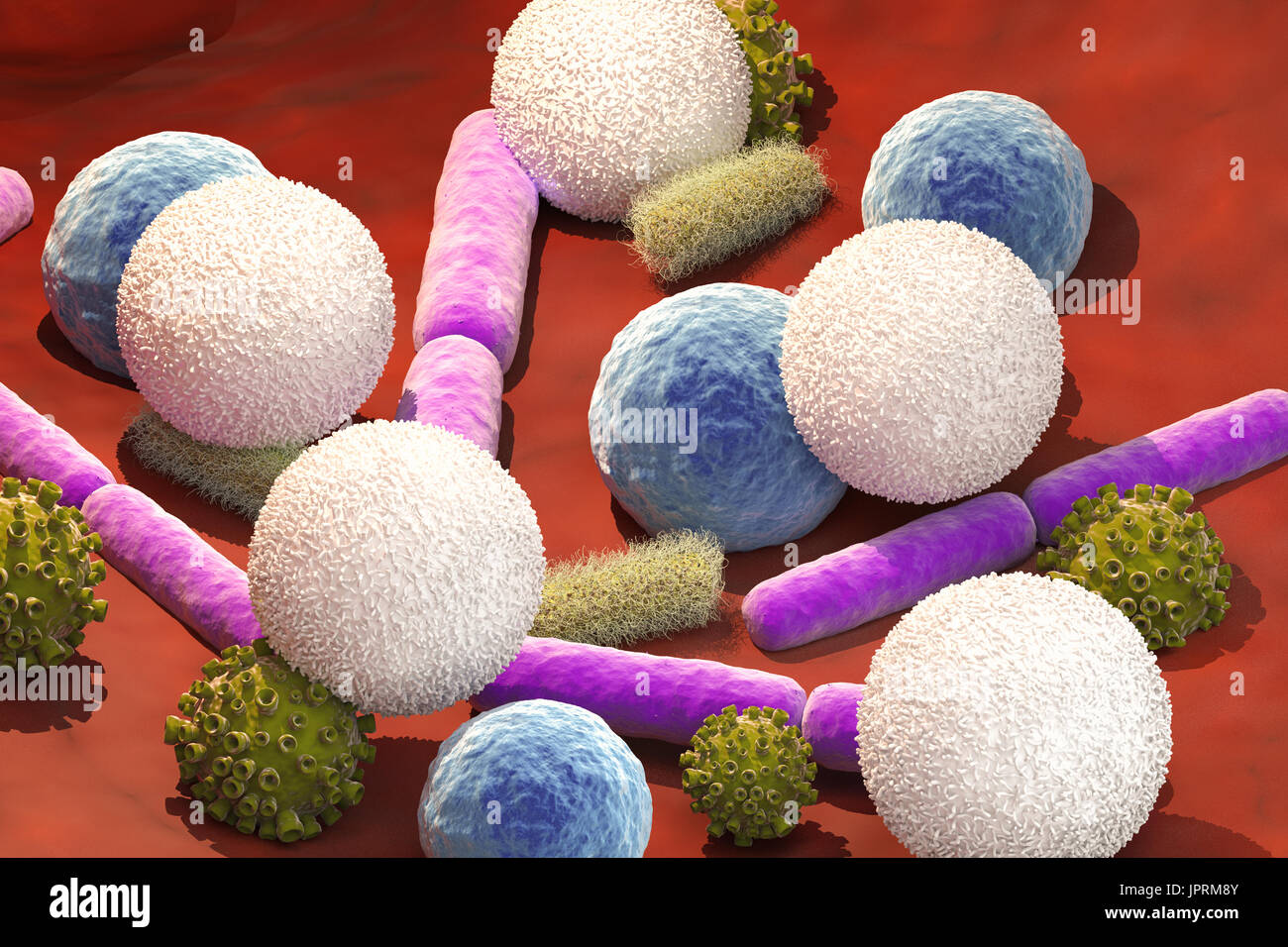 3D Rendering Viren und Bakterien Zellen mit weißen Blutkörperchen in Vene Stockfoto