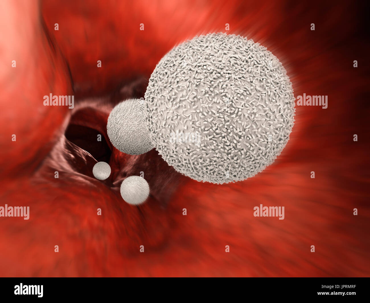 3D Rendering weiße Blutkörperchen in die Vene Stockfoto