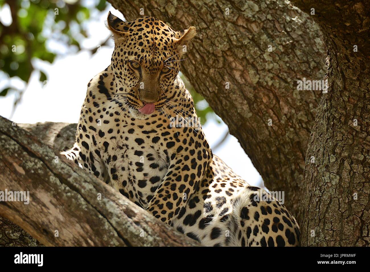 Faul Leopard in einer Akazie in der Serengeti. Stockfoto