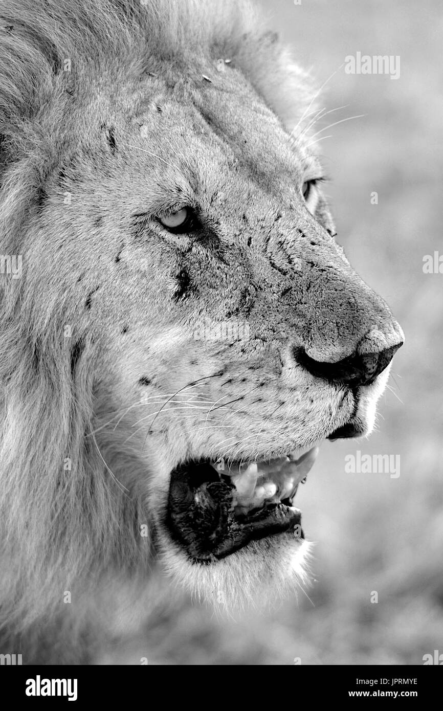 Löwen sind König der Savanne der Serengeti Nationalpark in Tansania, Afrika. Stockfoto