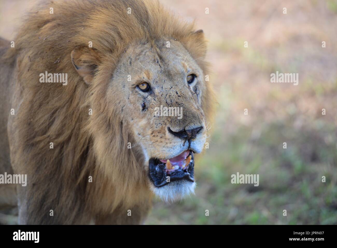 Lion Portrait in der Serengeti National Park Stockfoto