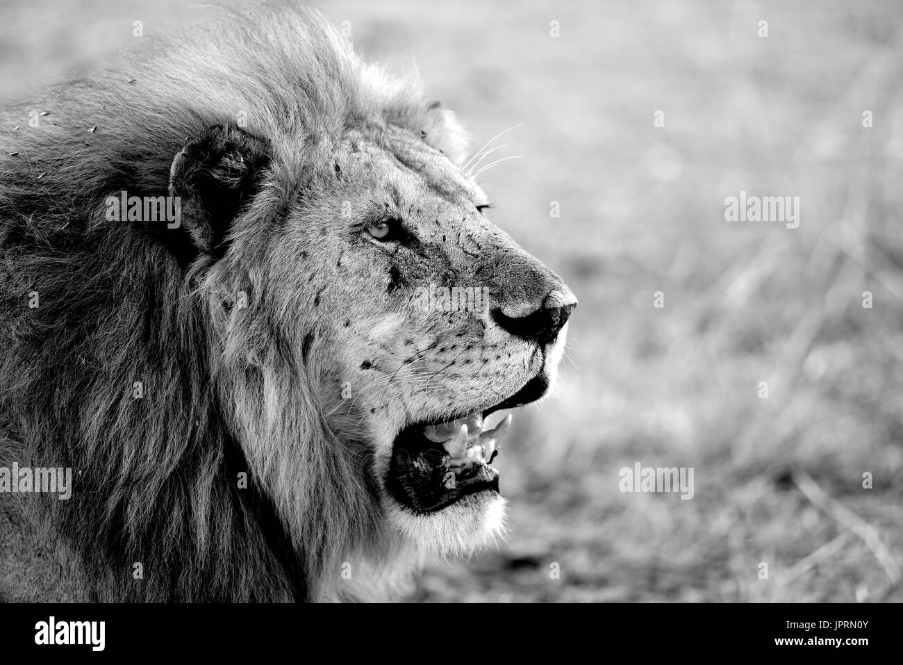 Der König der Serengeti, der Löwe Rest am Nachmittag Schatten. Stockfoto