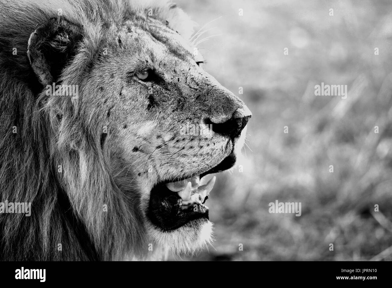 Lion Portrait in der Serengeti National Park Stockfoto