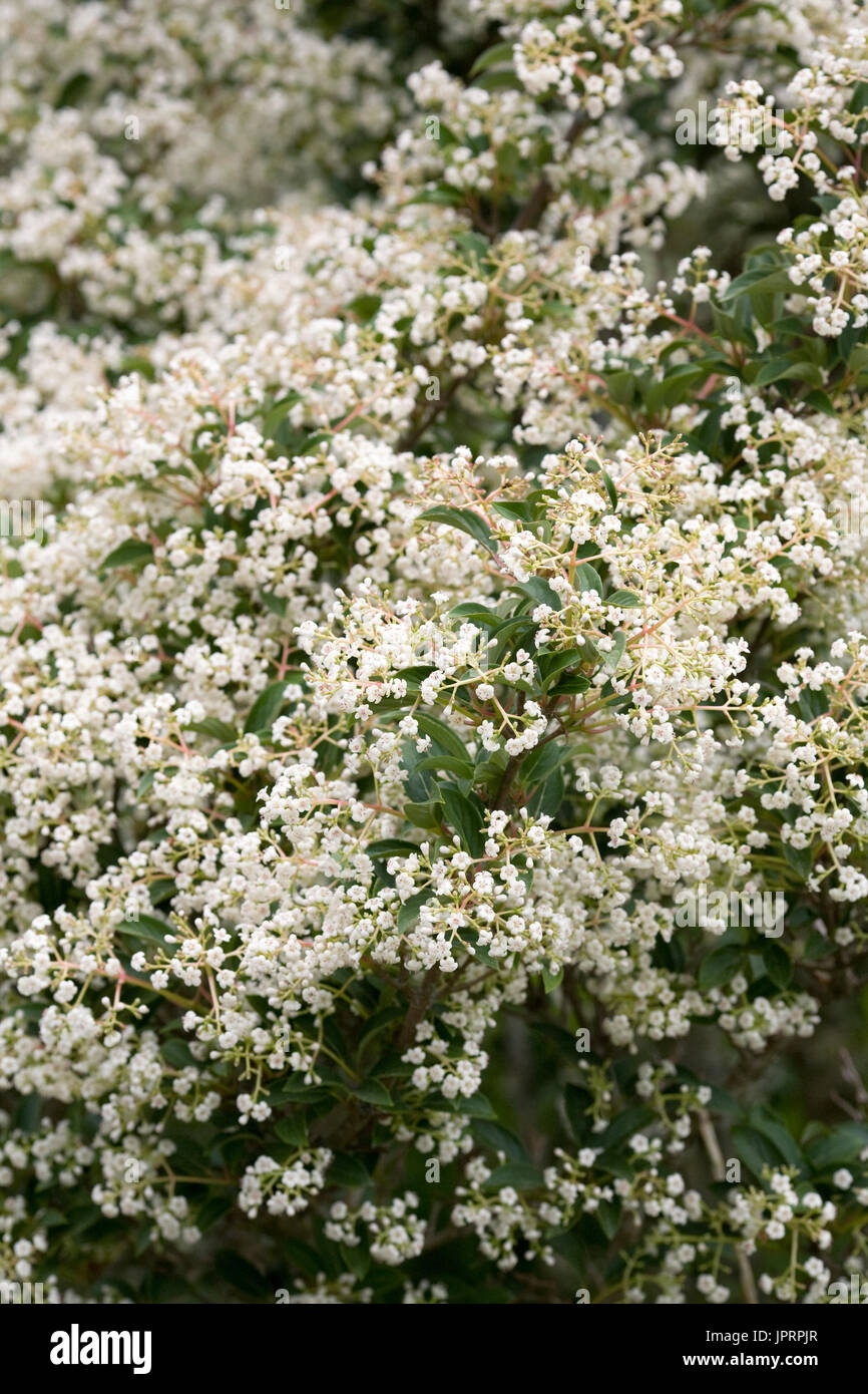 Viburnum x Hillieri "Winton" Blumen im Frühjahr. Stockfoto