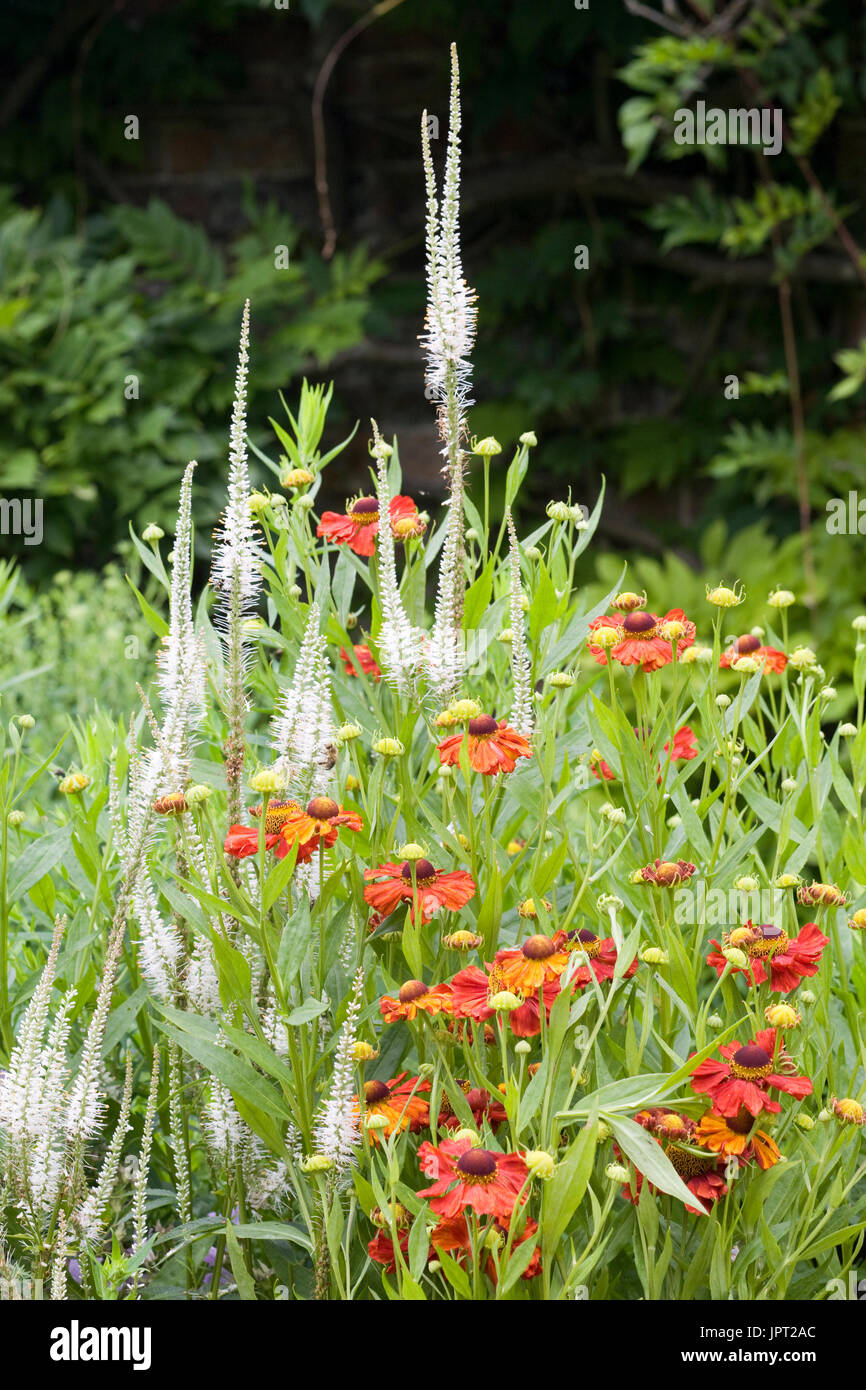 Blüte-Grenzen Stockfoto