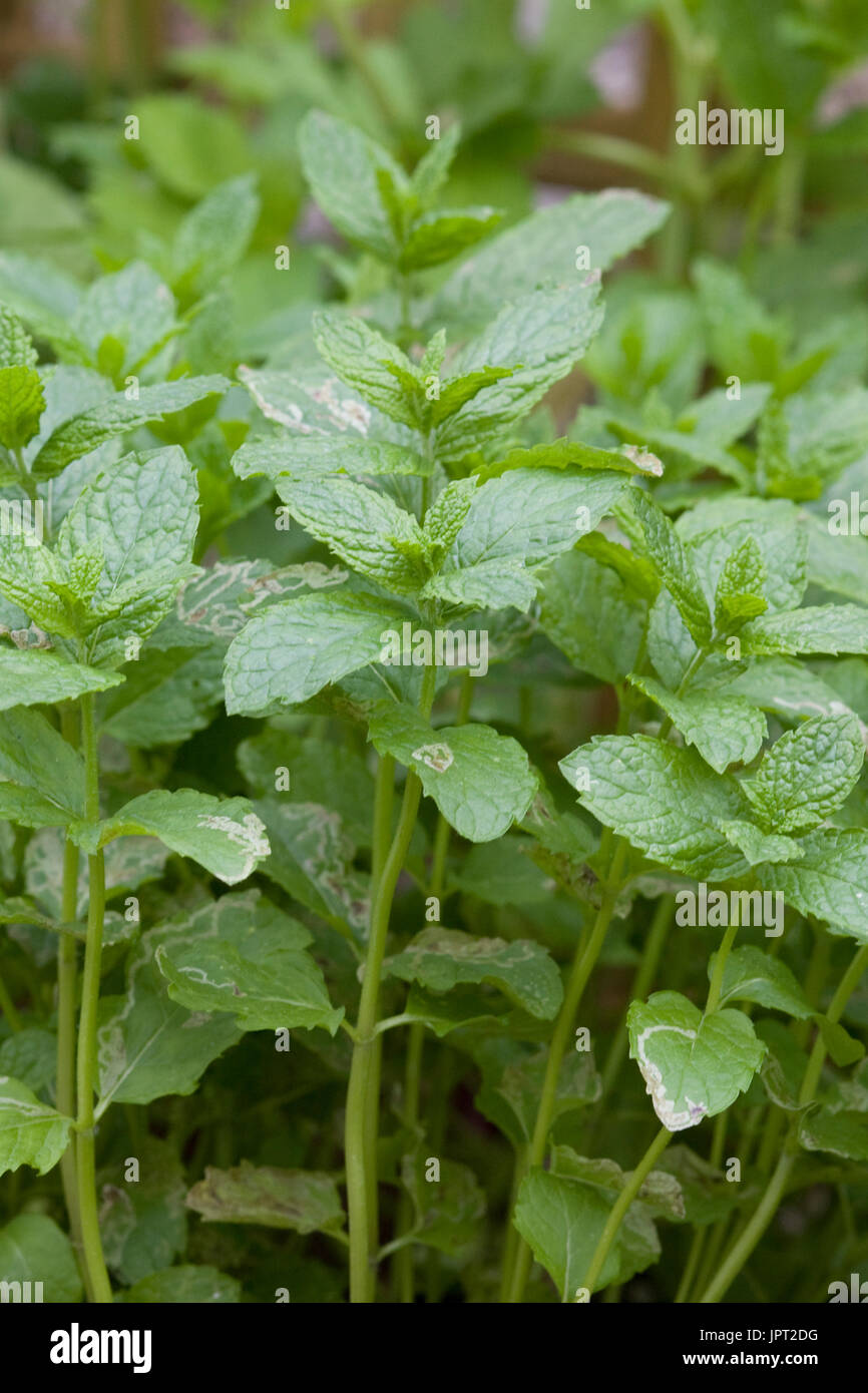Garten Minze Wachst In Einem Gemusegarten Stockfoto Bild