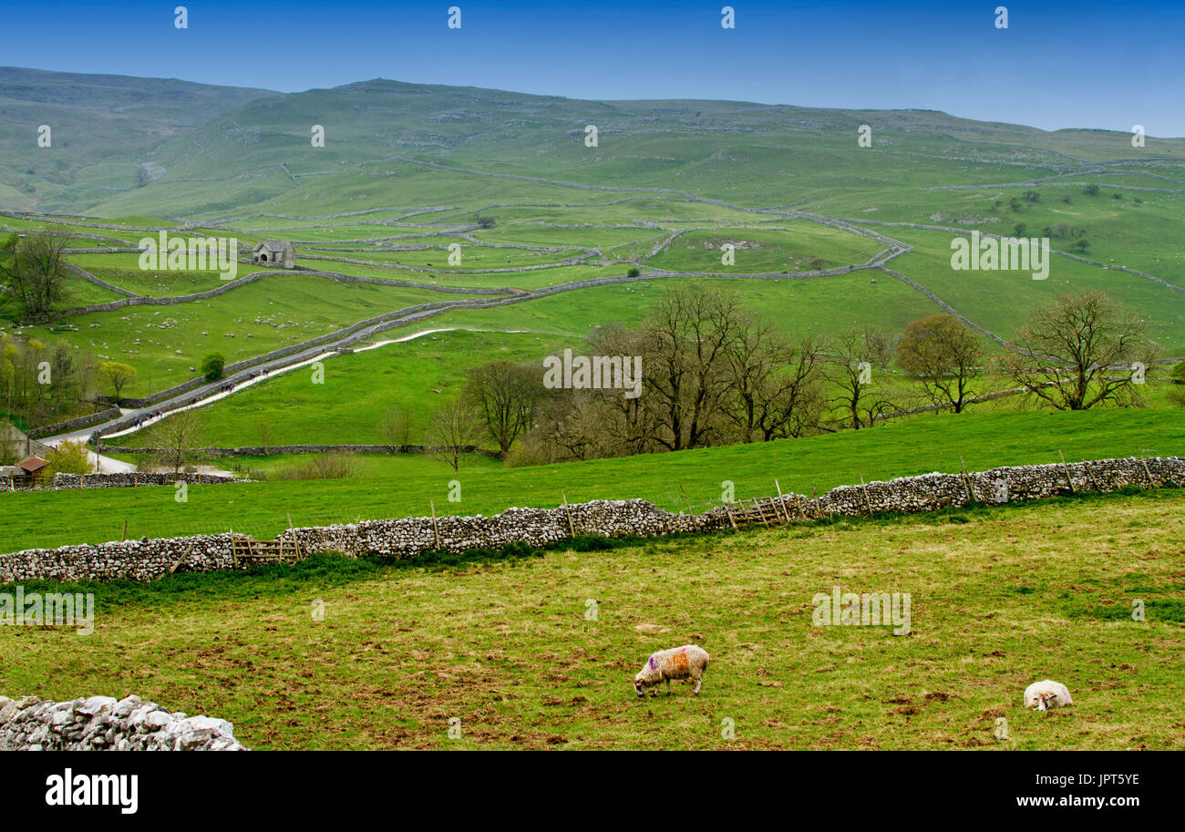 Yorkshire Dales Landschaft mit Schafe weiden und schmale Straße durch die grünen Felder von Steinmauern über Hügel unter blauem Himmel unterteilt Stockfoto