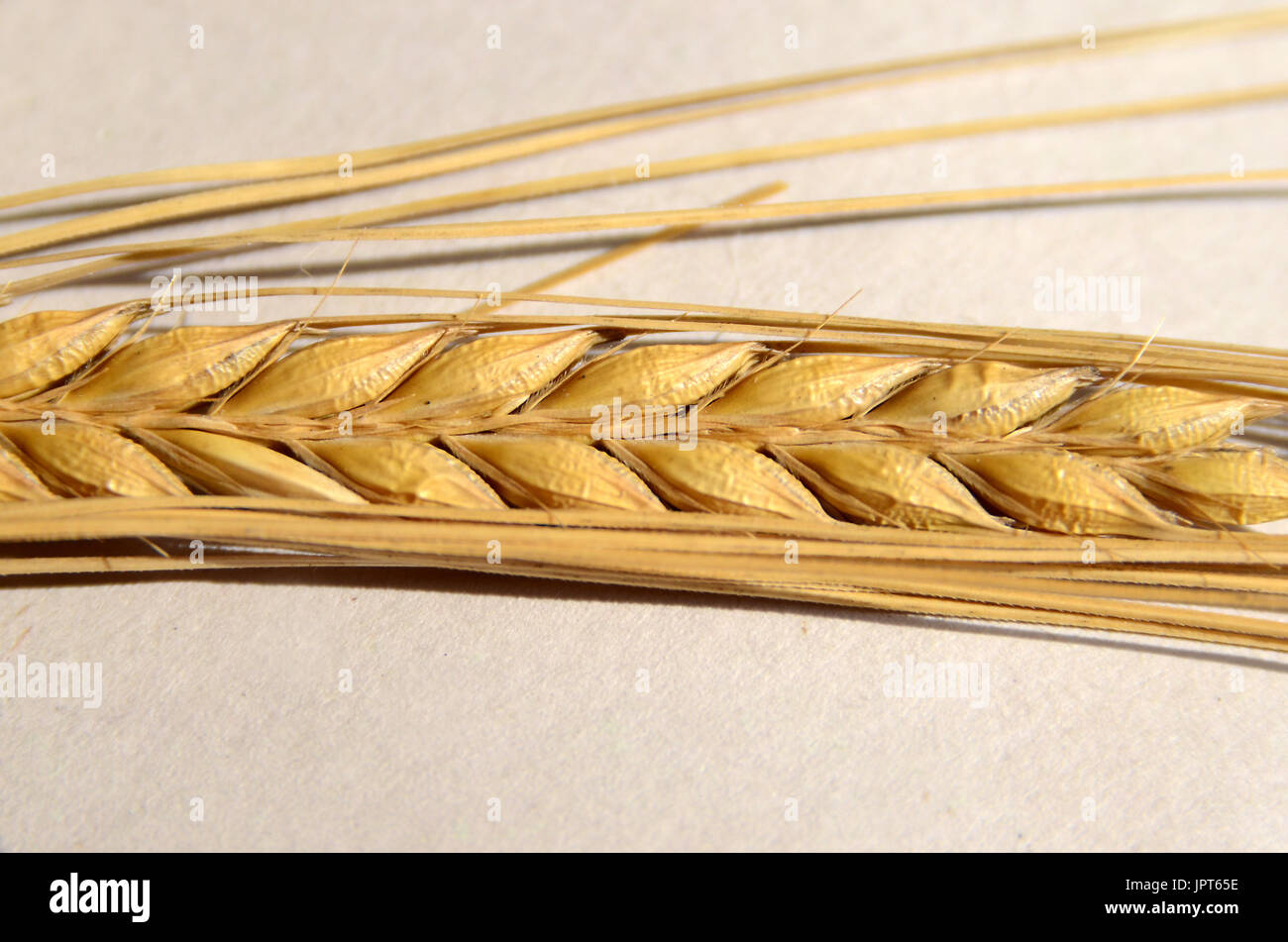 Closeup auf den Kopf von Gerste Stockfoto