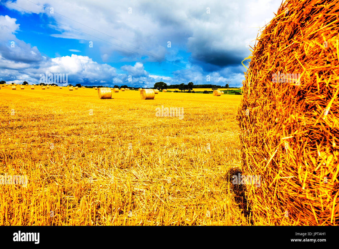 Strohballen, Stroh das Feld Weizen geerntet, geerntet Weizenfeld, Stroh Rundballen, geerntete Stroh, Landwirtschaft UK, UK Weizenfeld, Stroh, Stockfoto